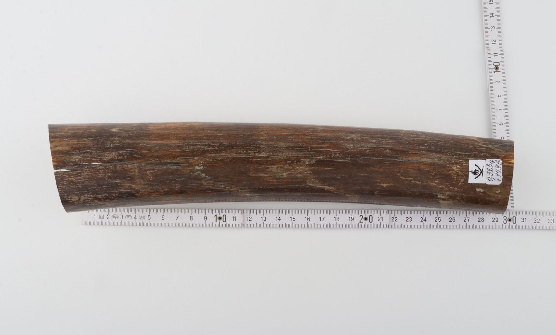 Brown mammoth bark