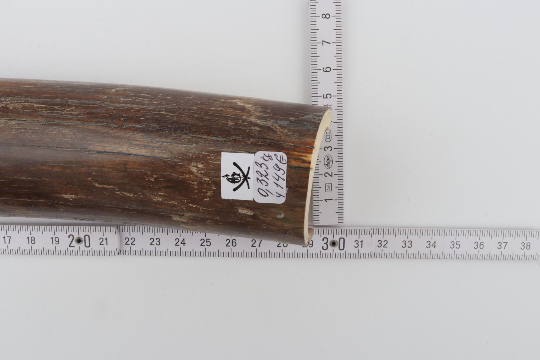 Brown mammoth bark