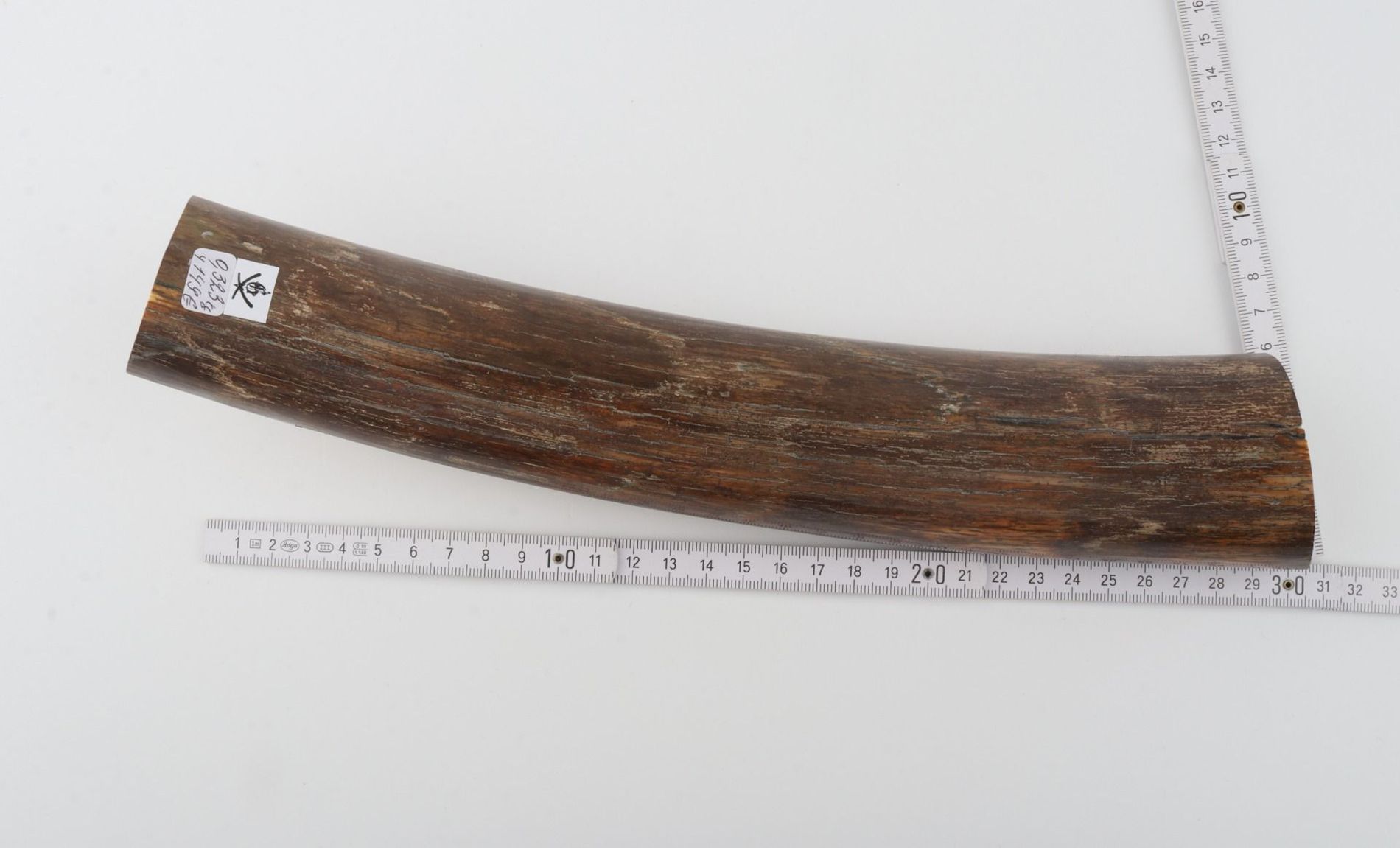 Brown mammoth bark