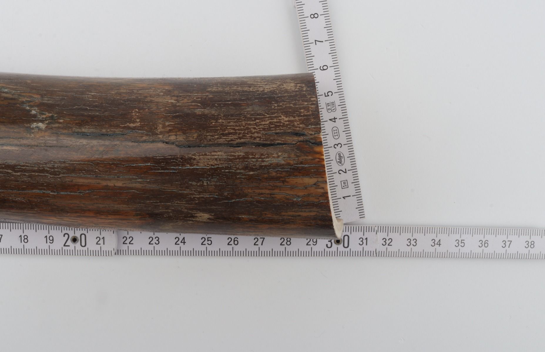 Brown mammoth bark