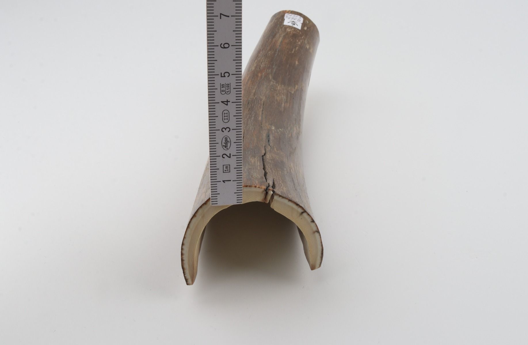 Brown mammoth bark