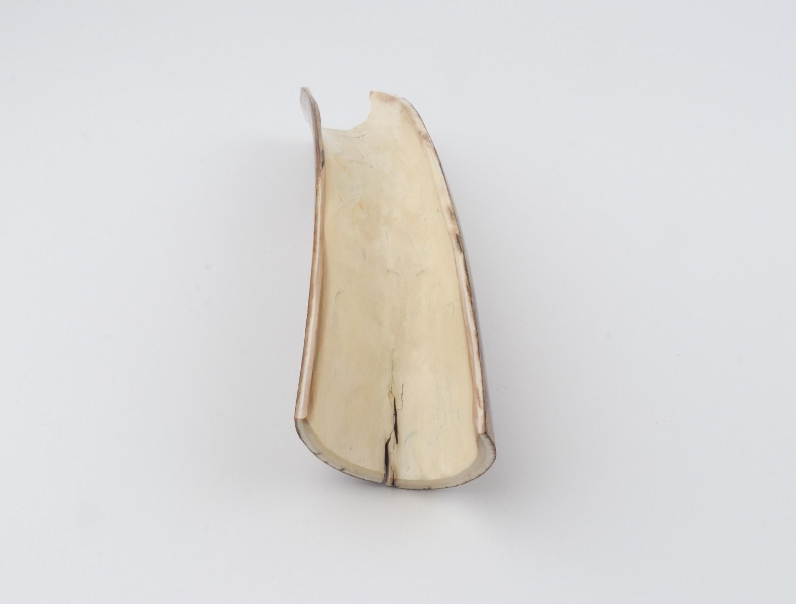 Brown mammoth bark
