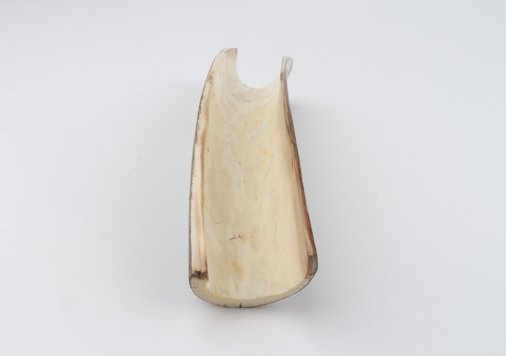 Brown mammoth bark