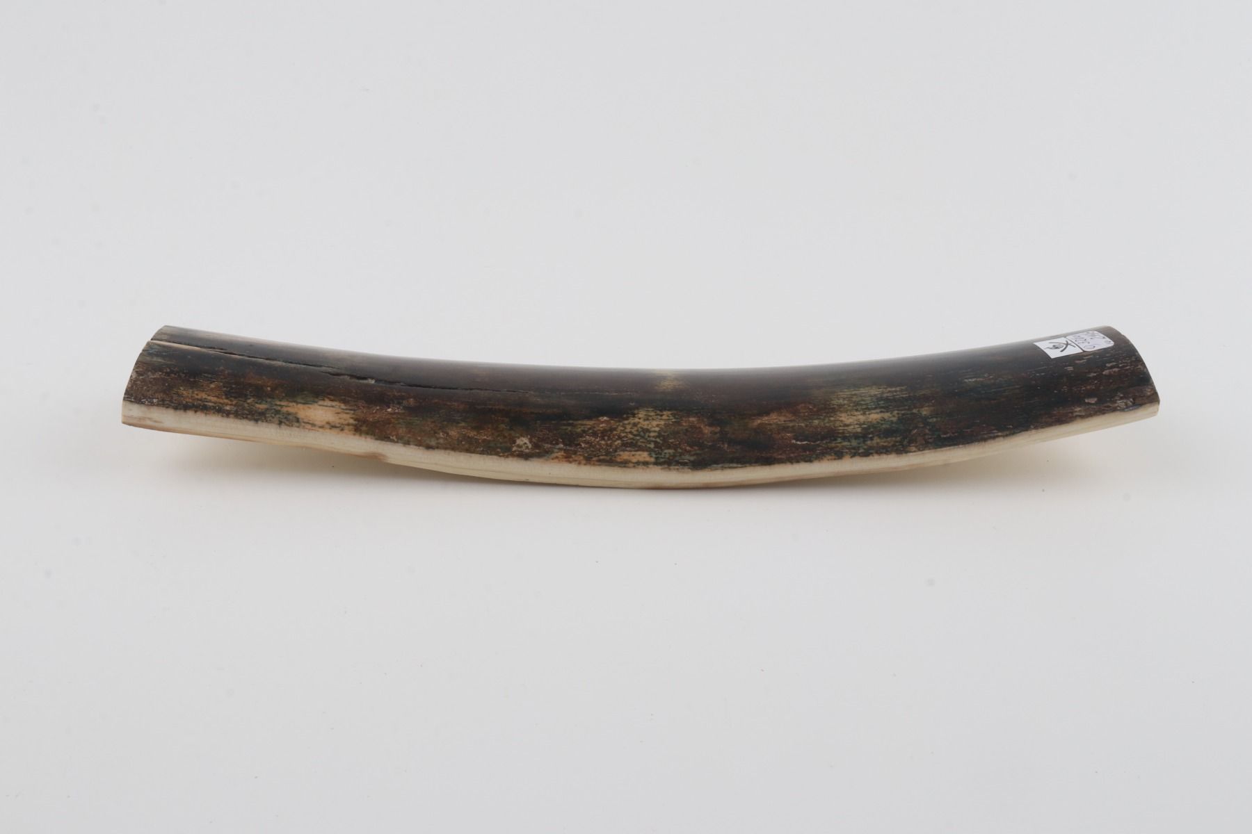 Brown-blue mammoth bark