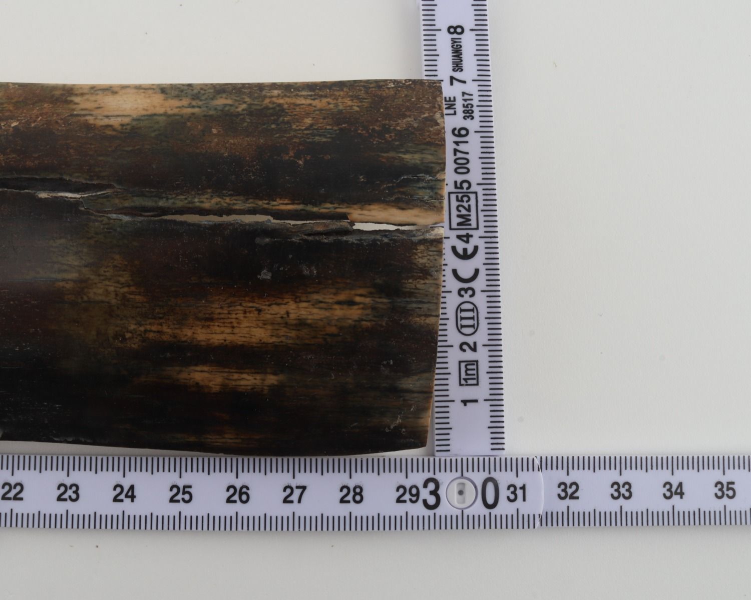 Brown-blue mammoth bark