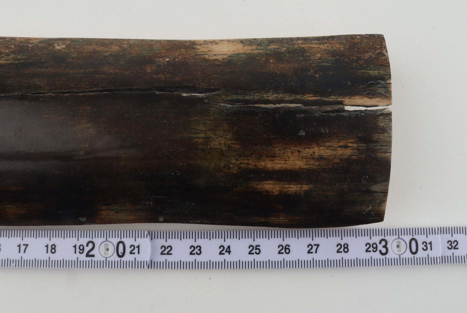 Brown-blue mammoth bark