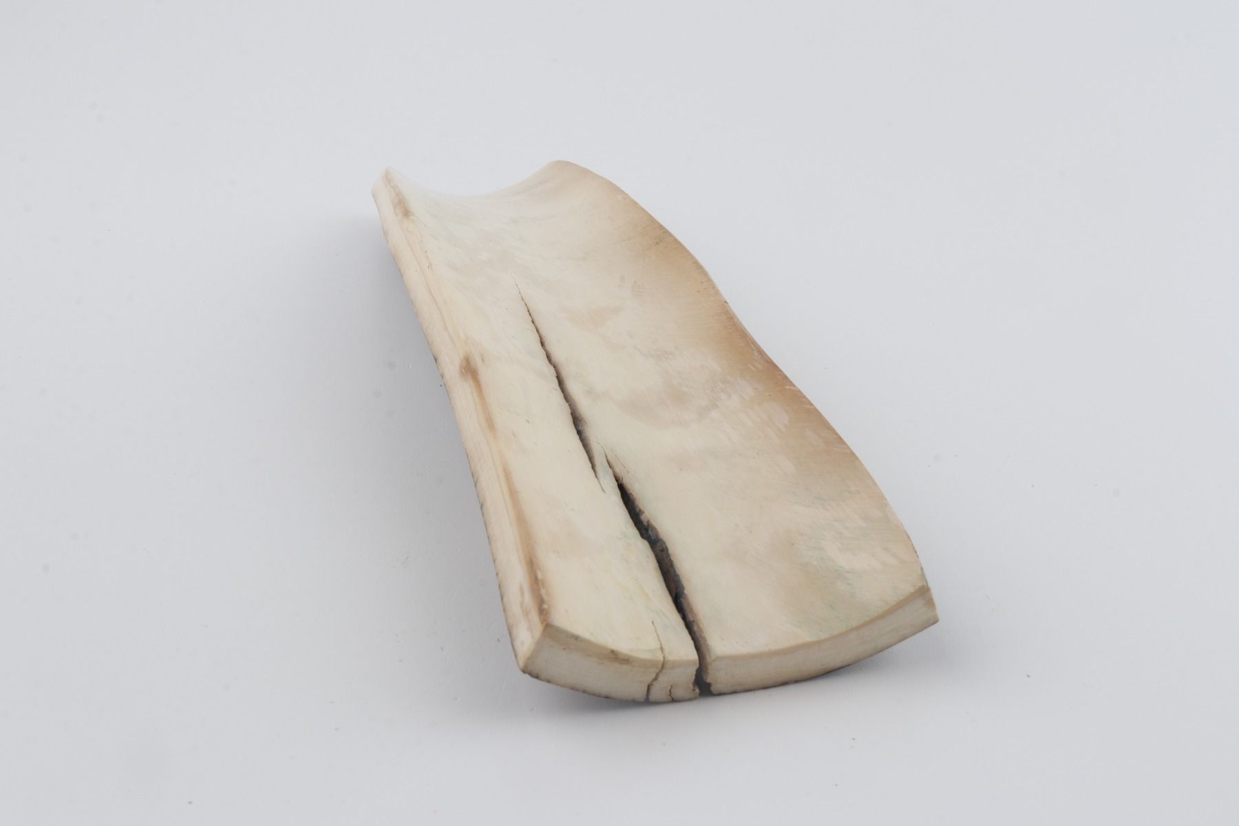 Brown-blue mammoth bark