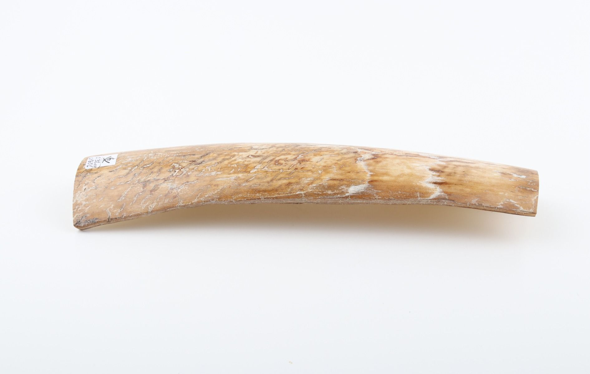 Beige-white mammoth bark