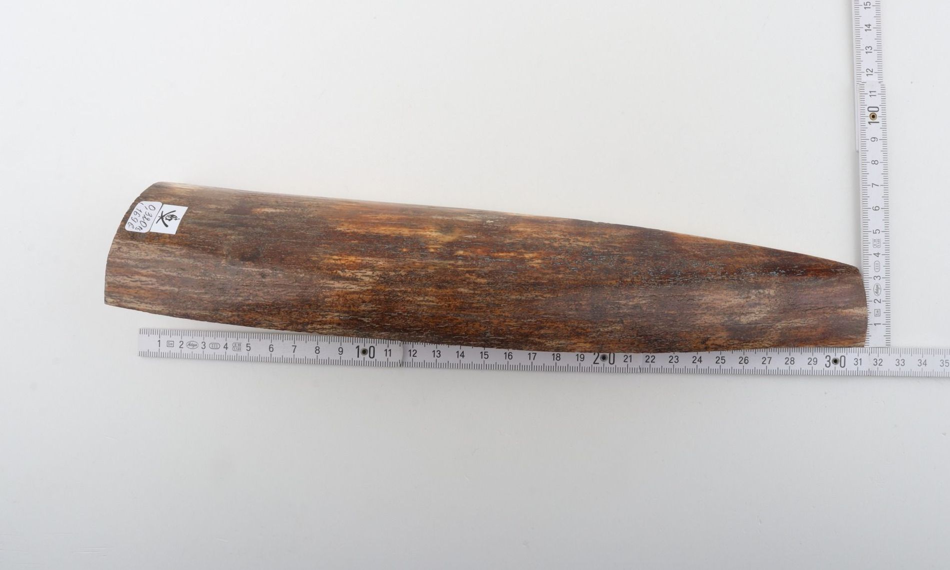 Brown-orange mammoth bark