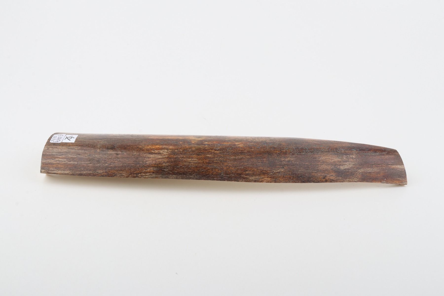 Brown-orange mammoth bark