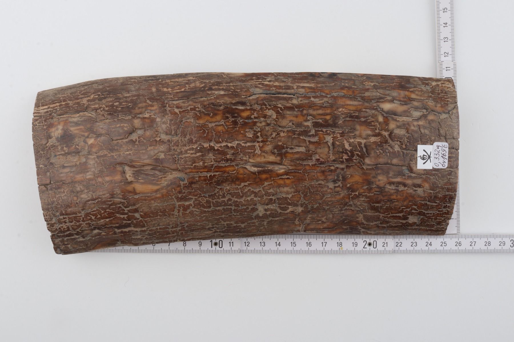 Brown mammoth bark