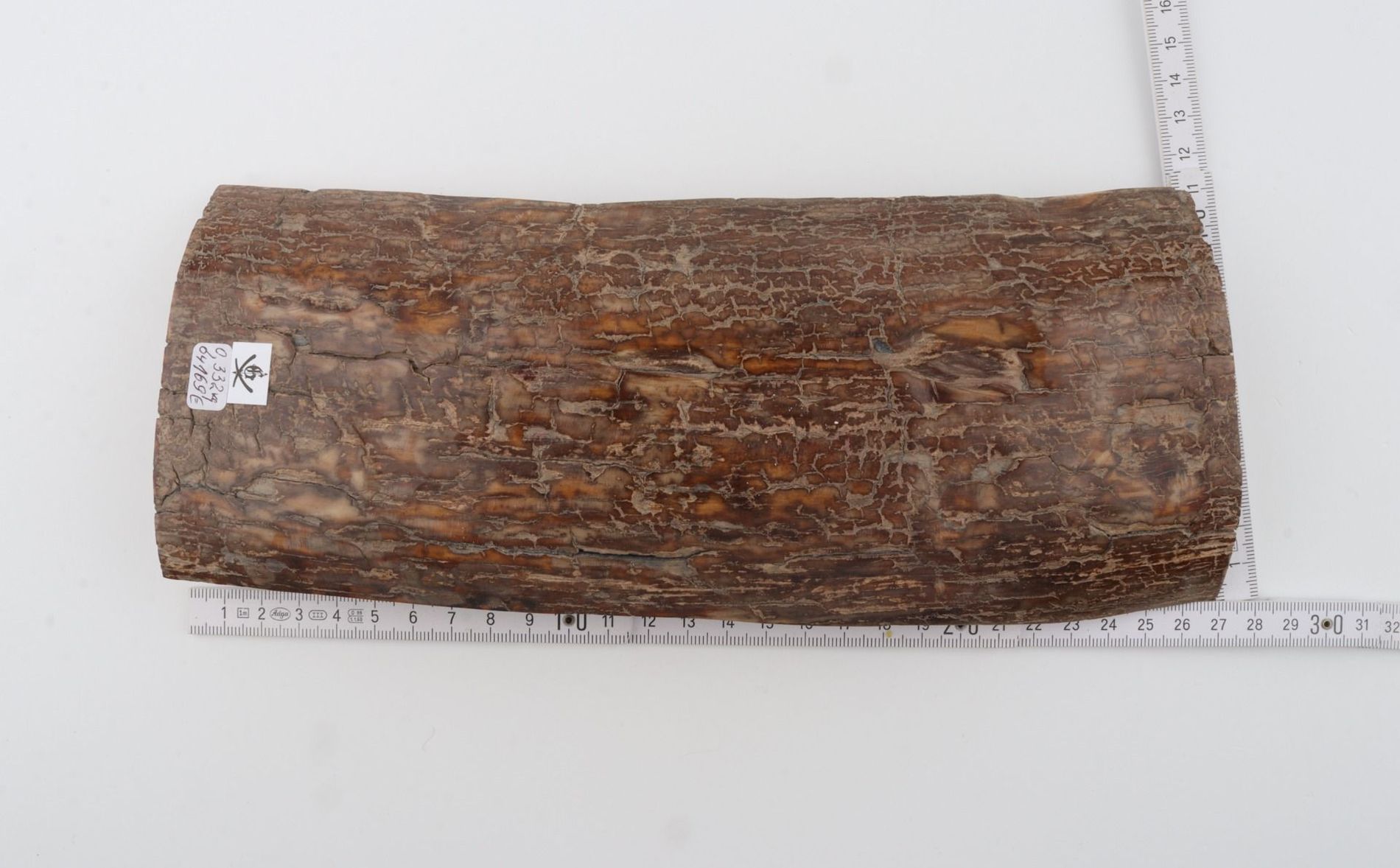 Brown mammoth bark
