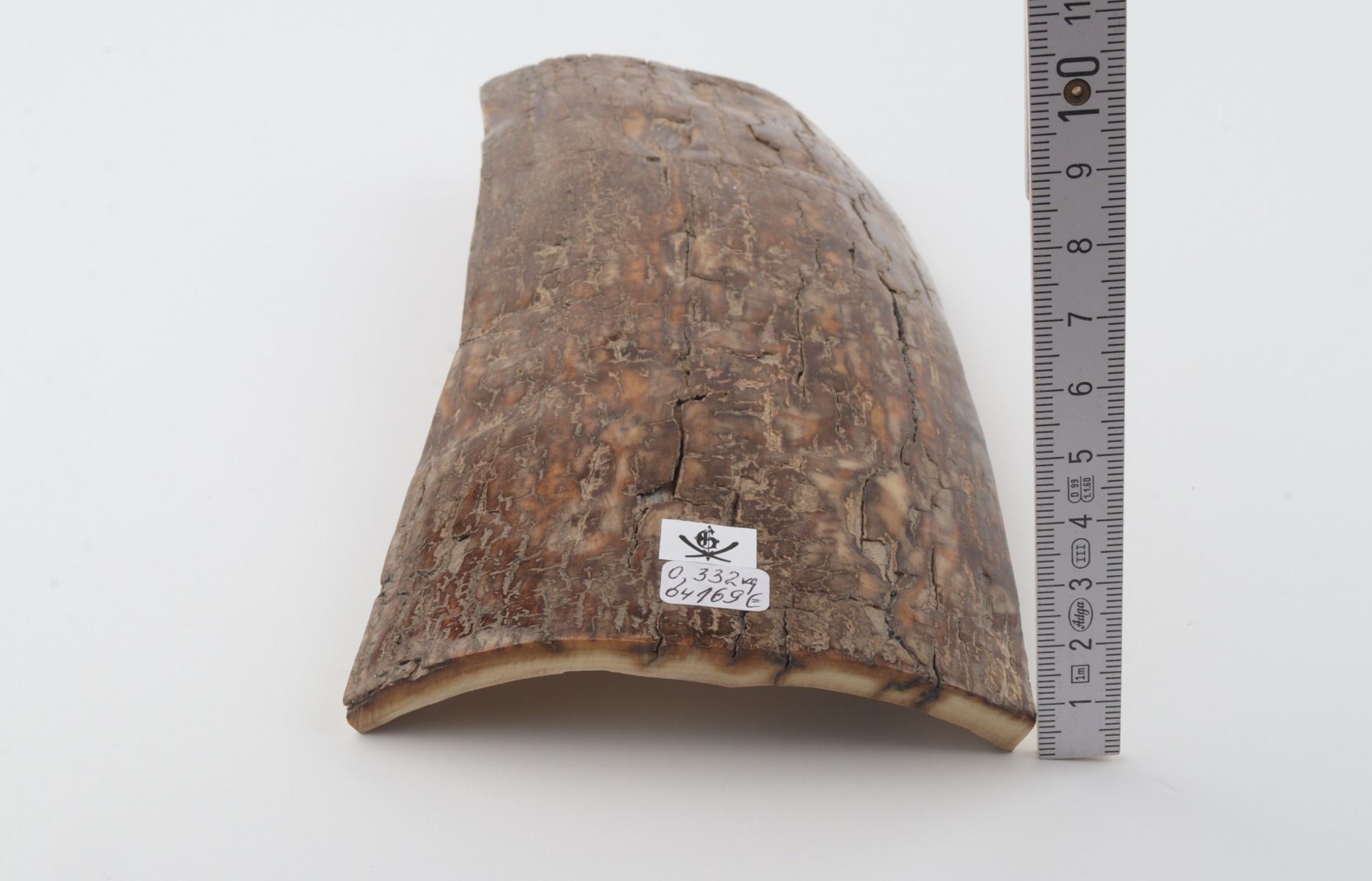Brown mammoth bark