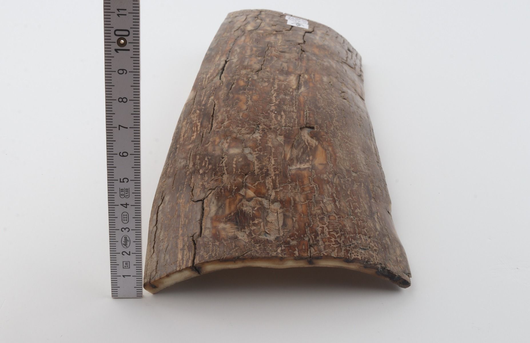 Brown mammoth bark