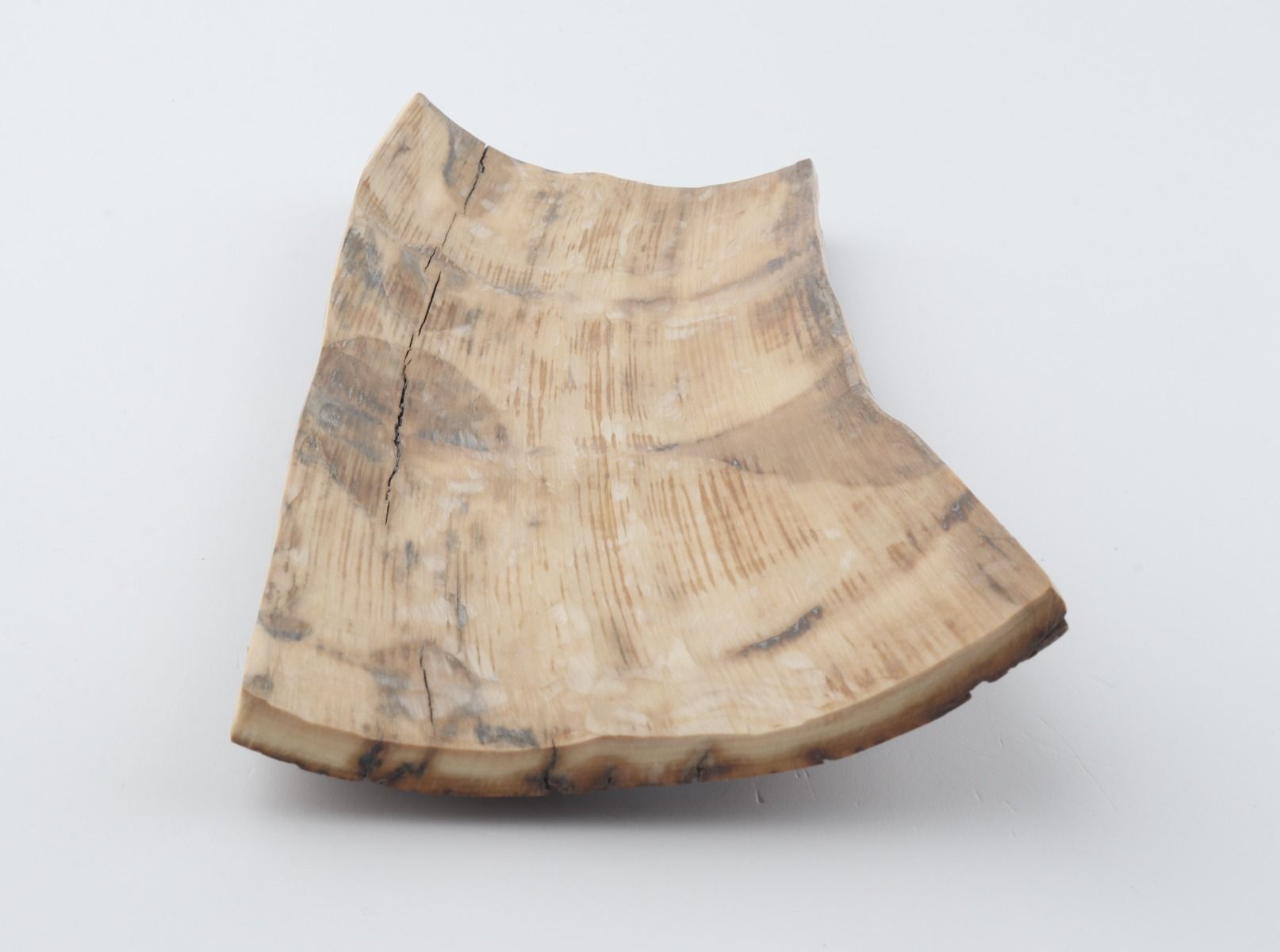 Brown mammoth bark