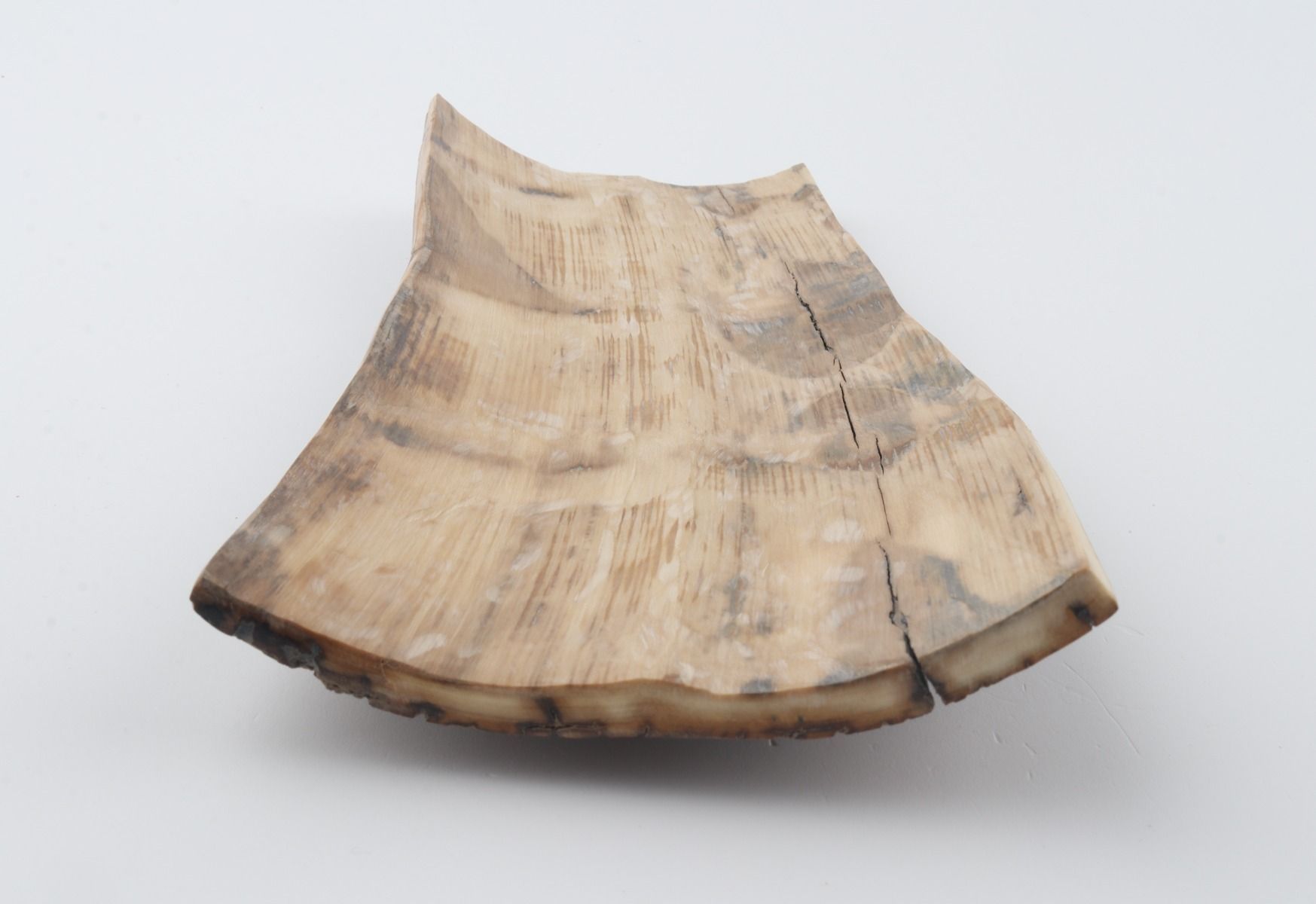 Brown mammoth bark