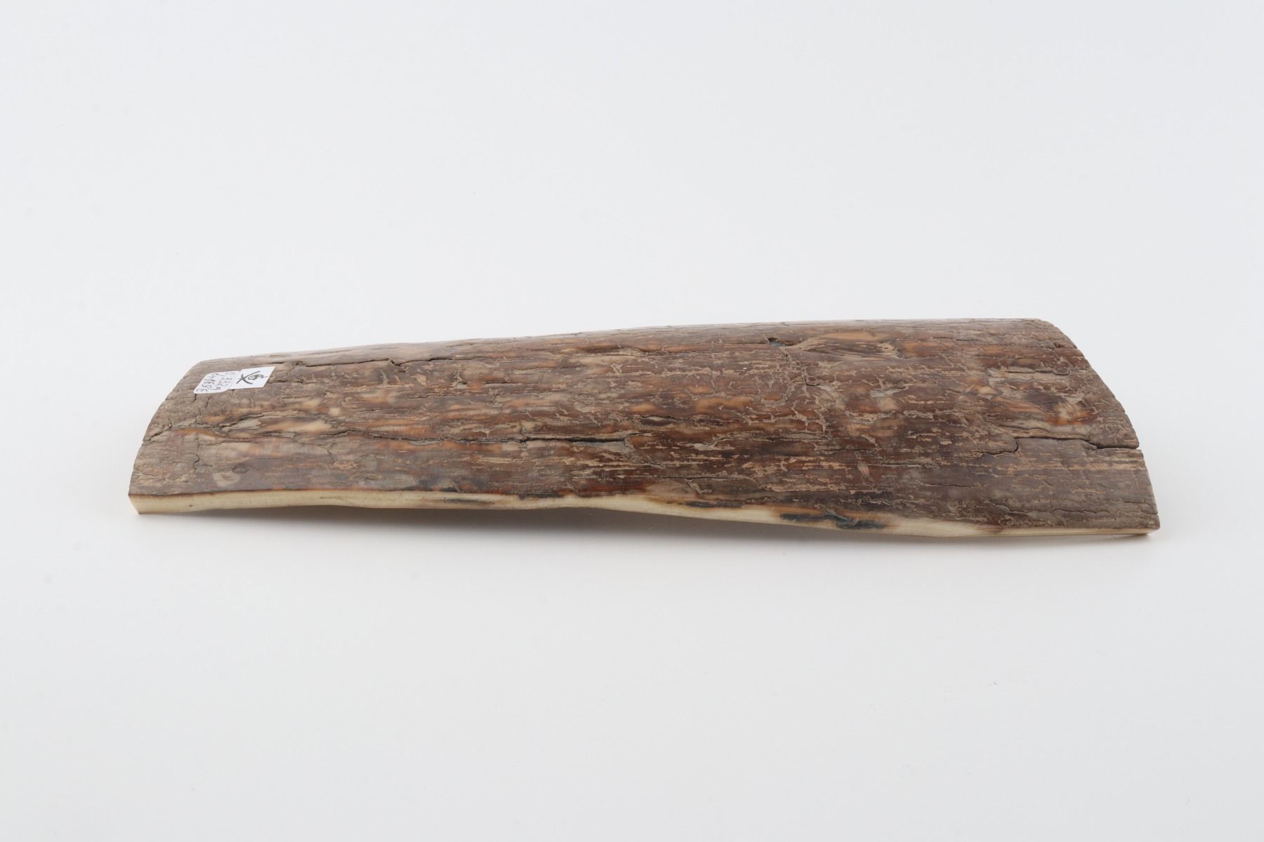 Brown mammoth bark