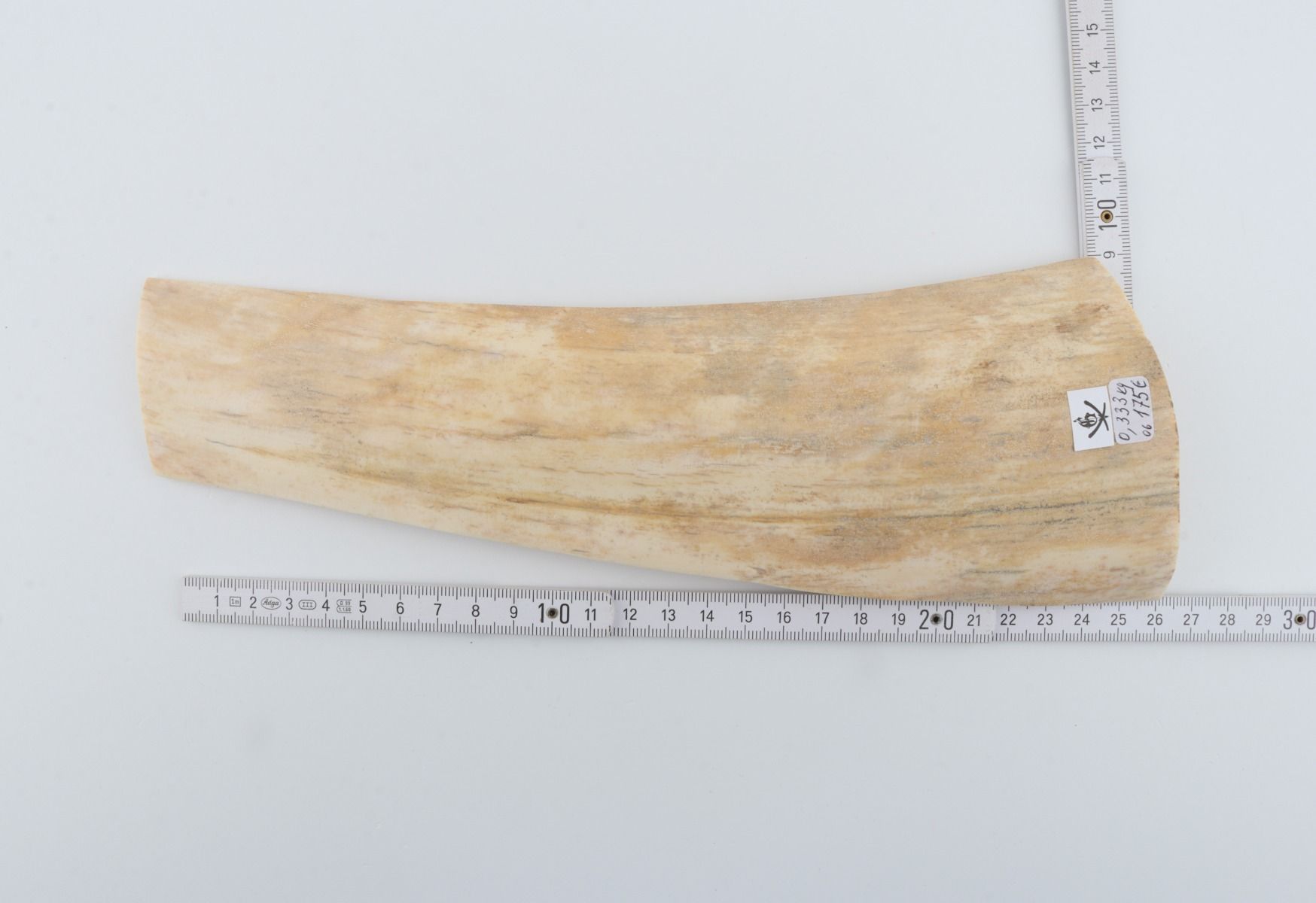 White-creme mammoth bark