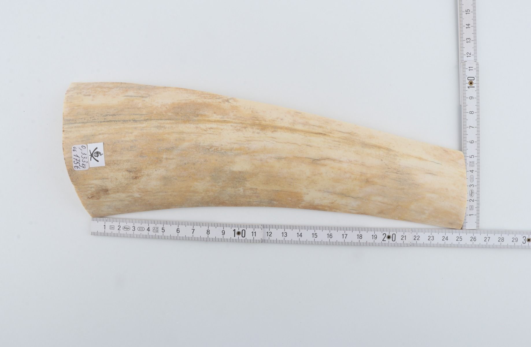 White-creme mammoth bark