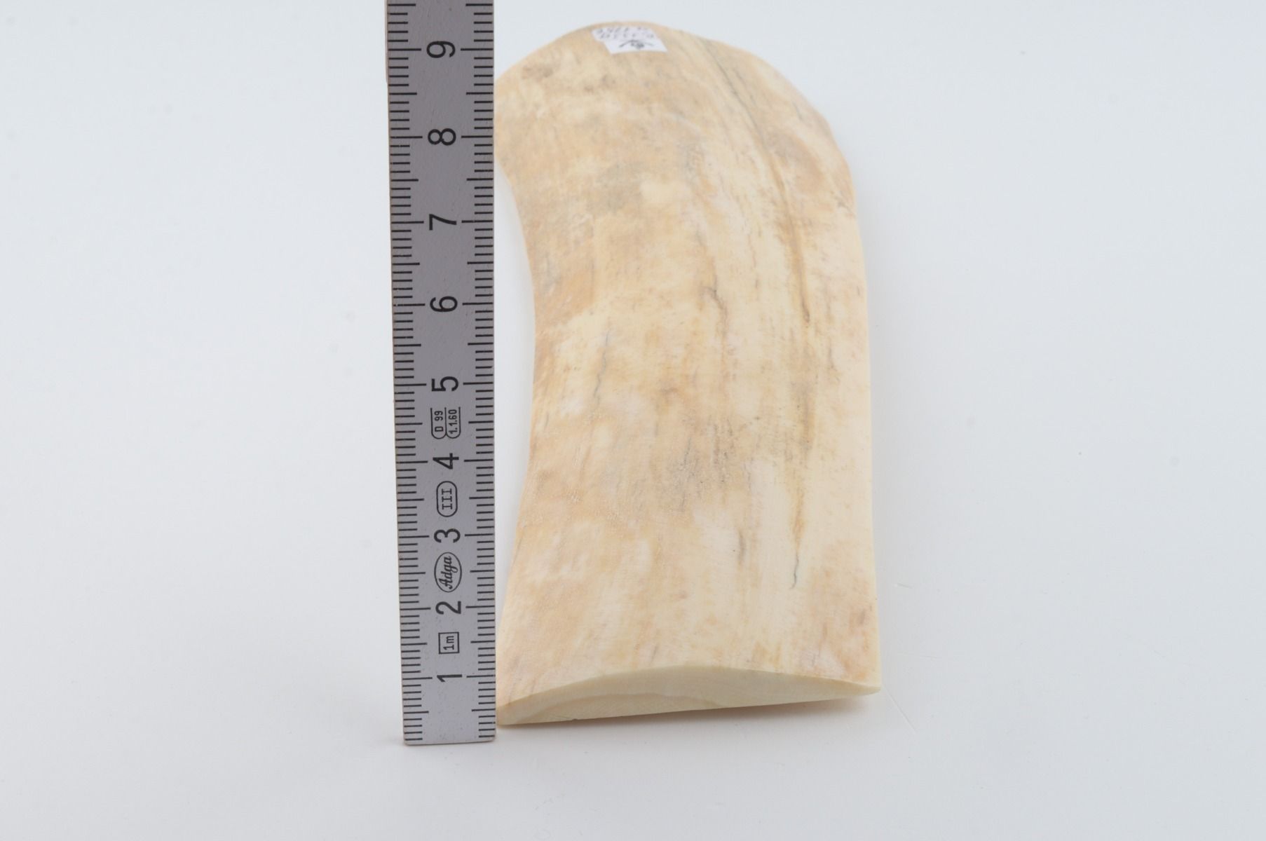 White-creme mammoth bark