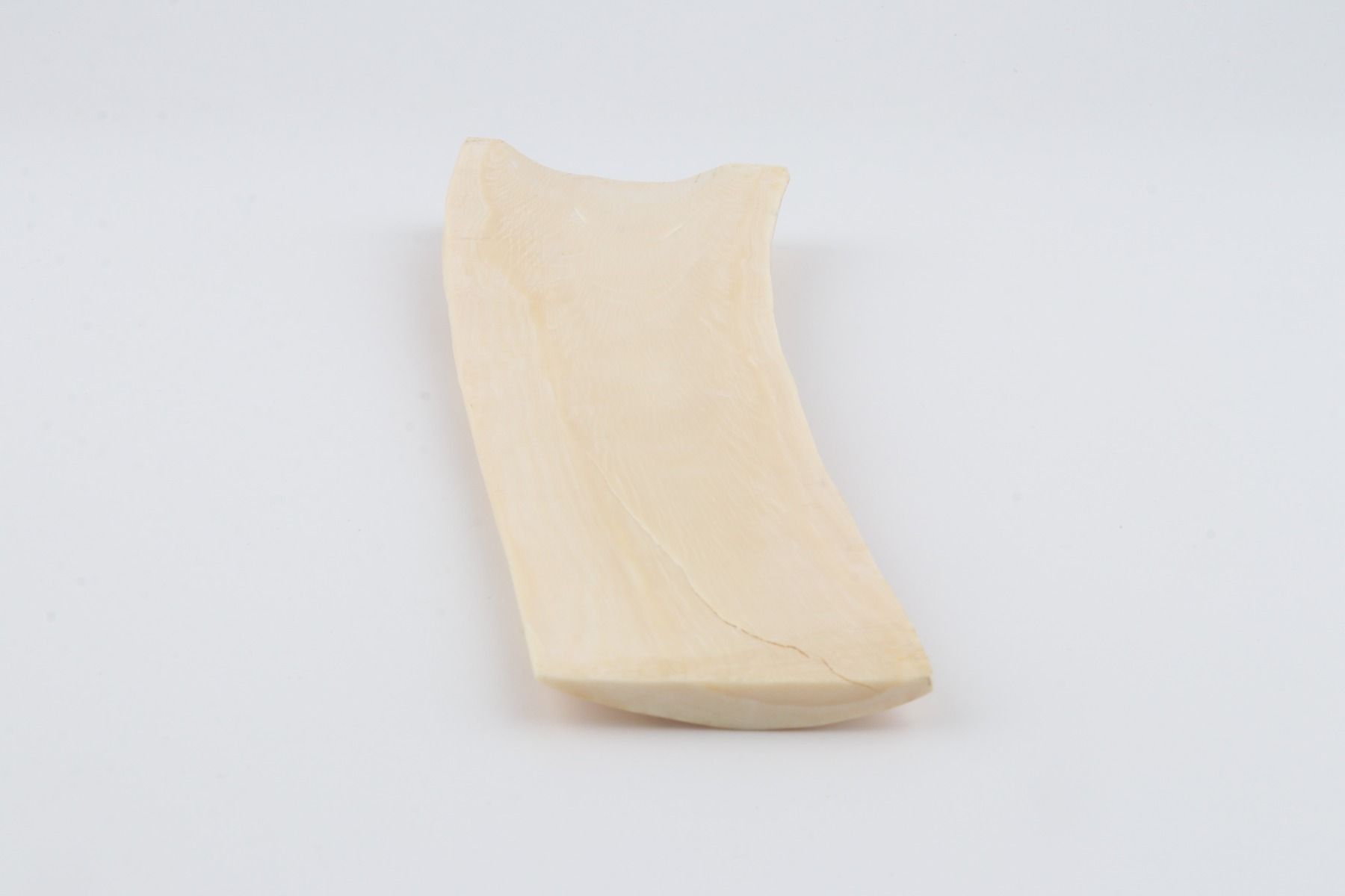 White-creme mammoth bark