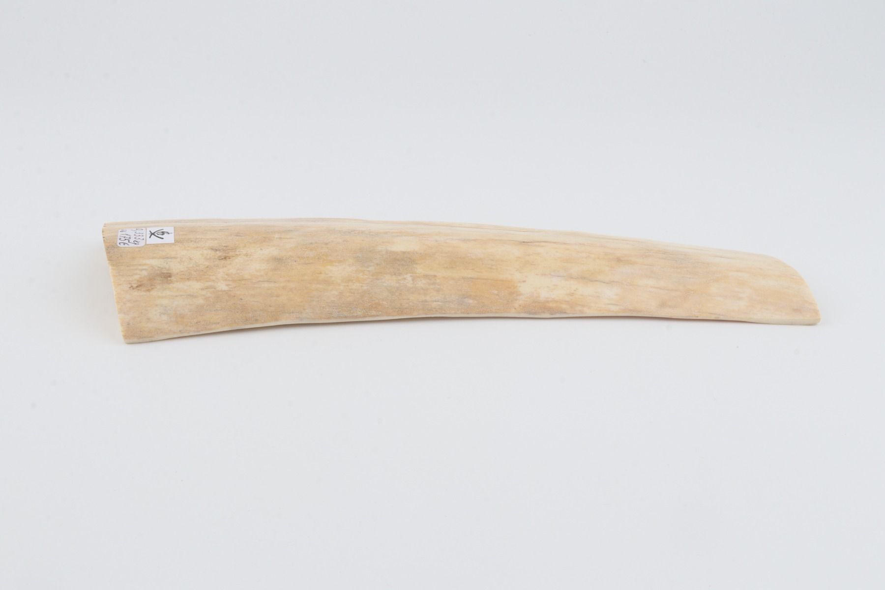 White-creme mammoth bark