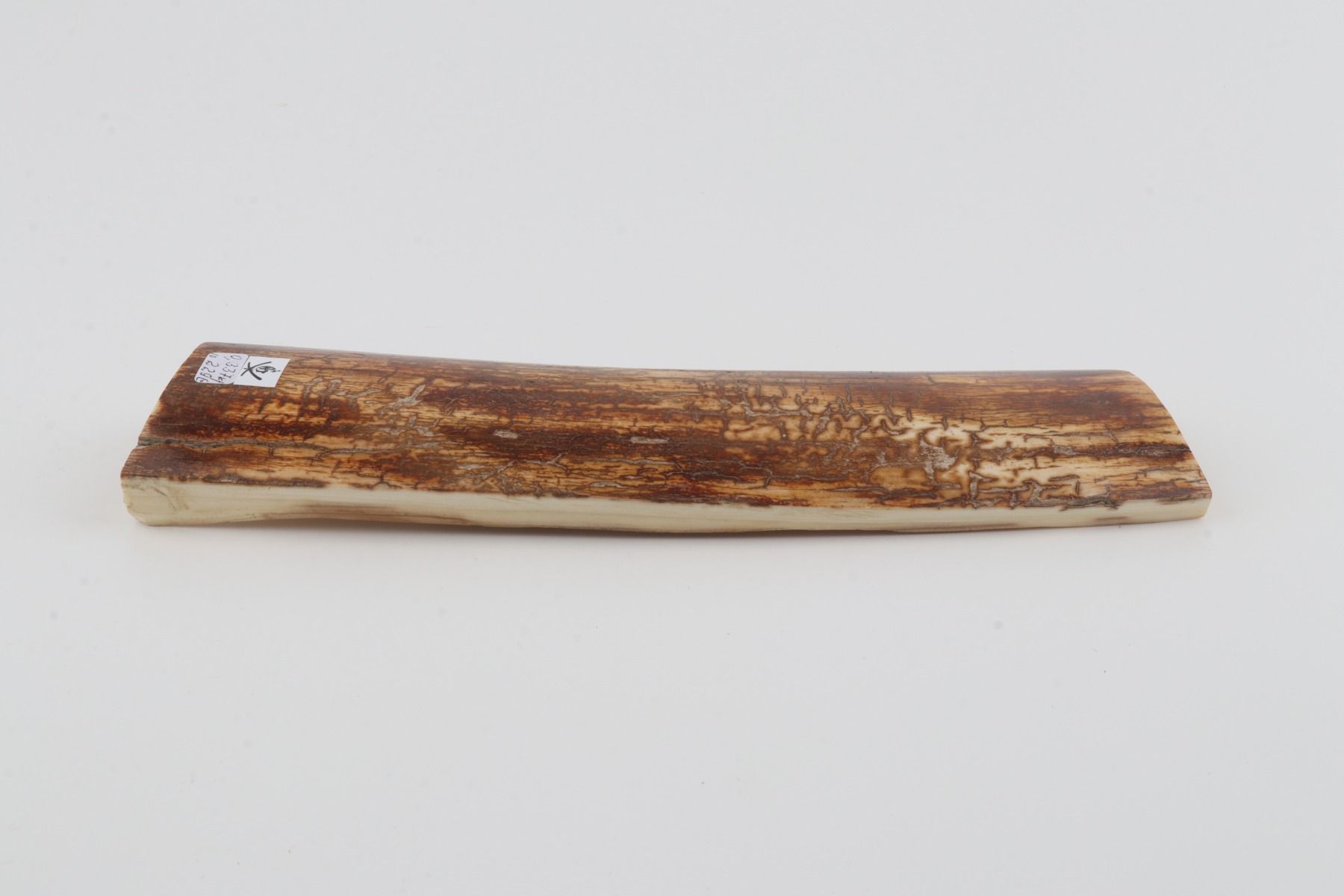 Orange-brown mammoth bark