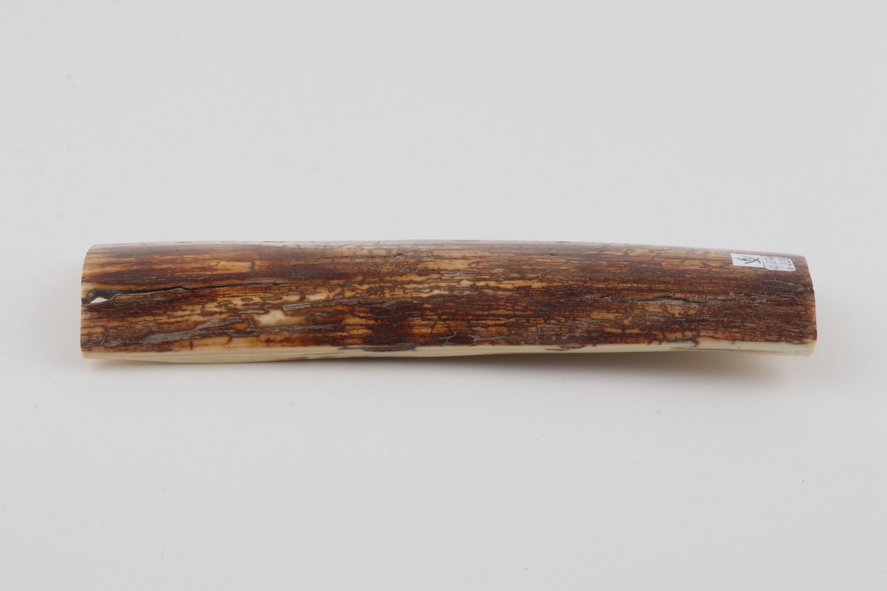 Orange-brown mammoth bark