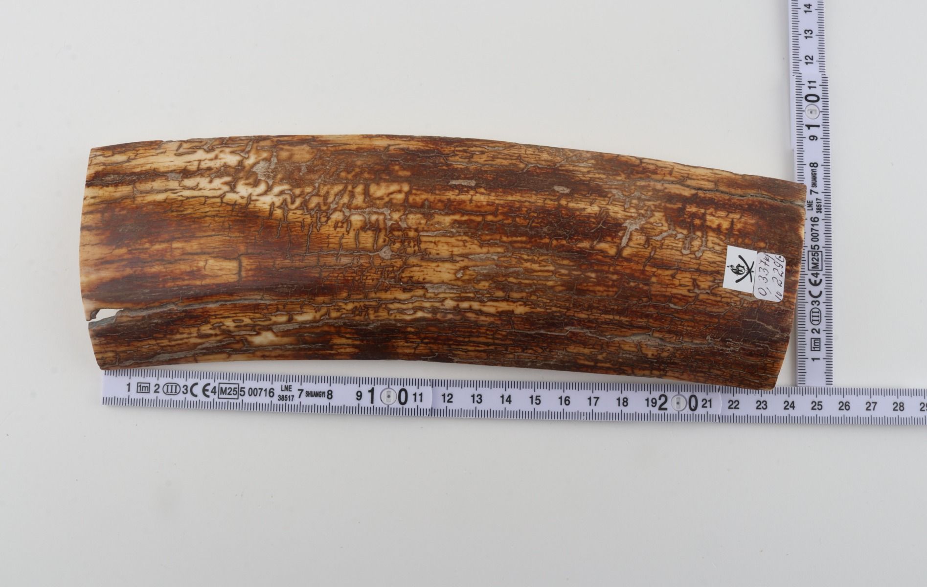 Orange-brown mammoth bark
