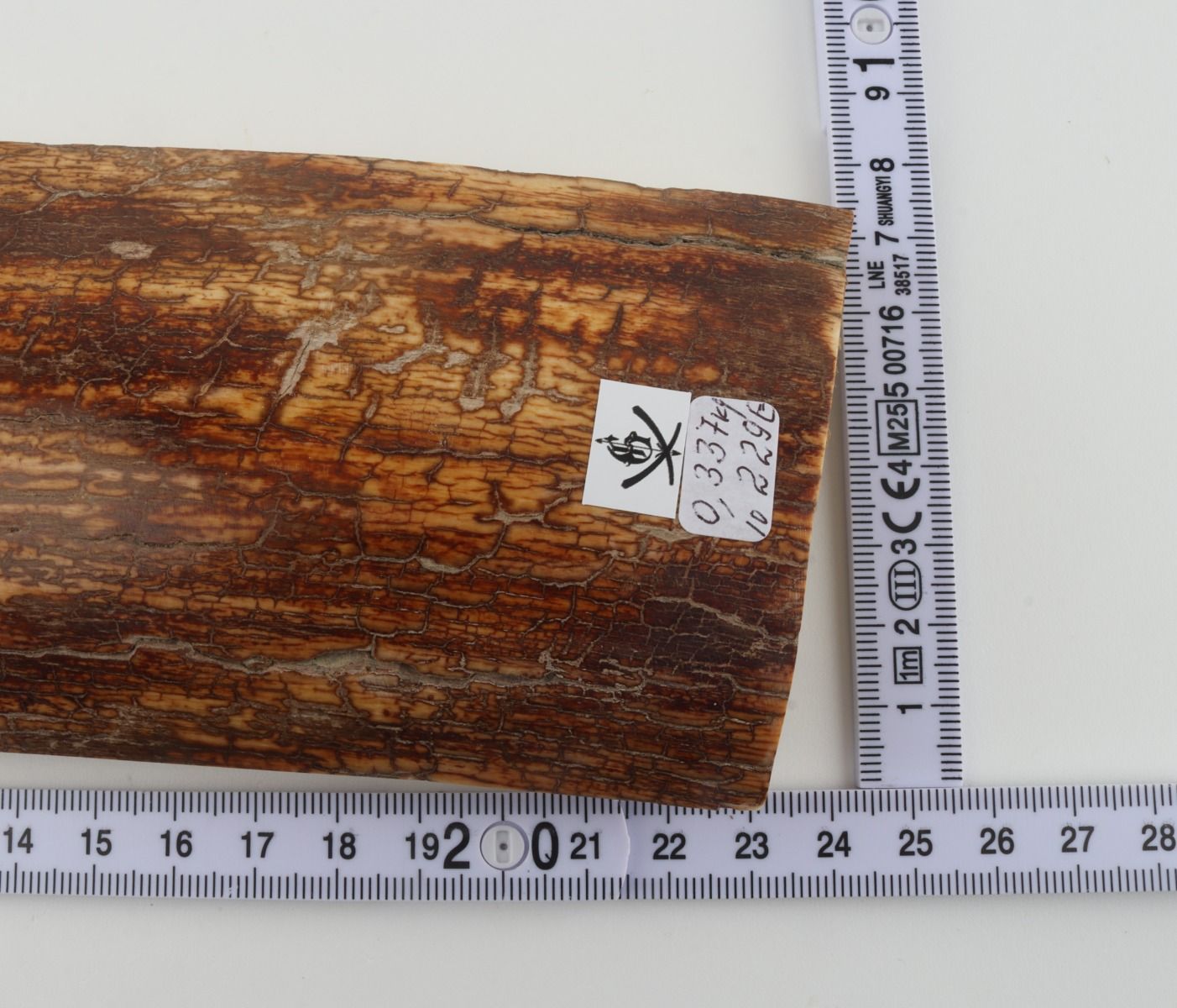 Orange-brown mammoth bark