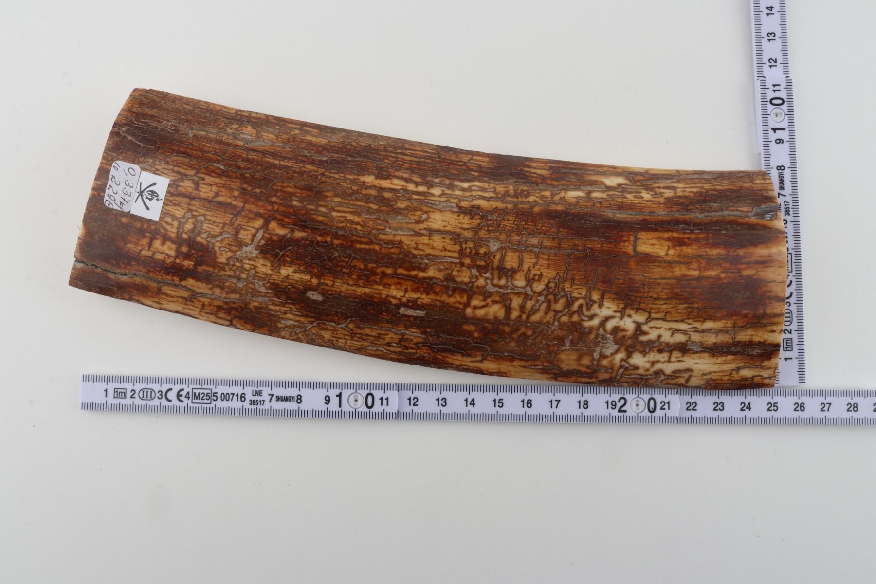 Orange-brown mammoth bark