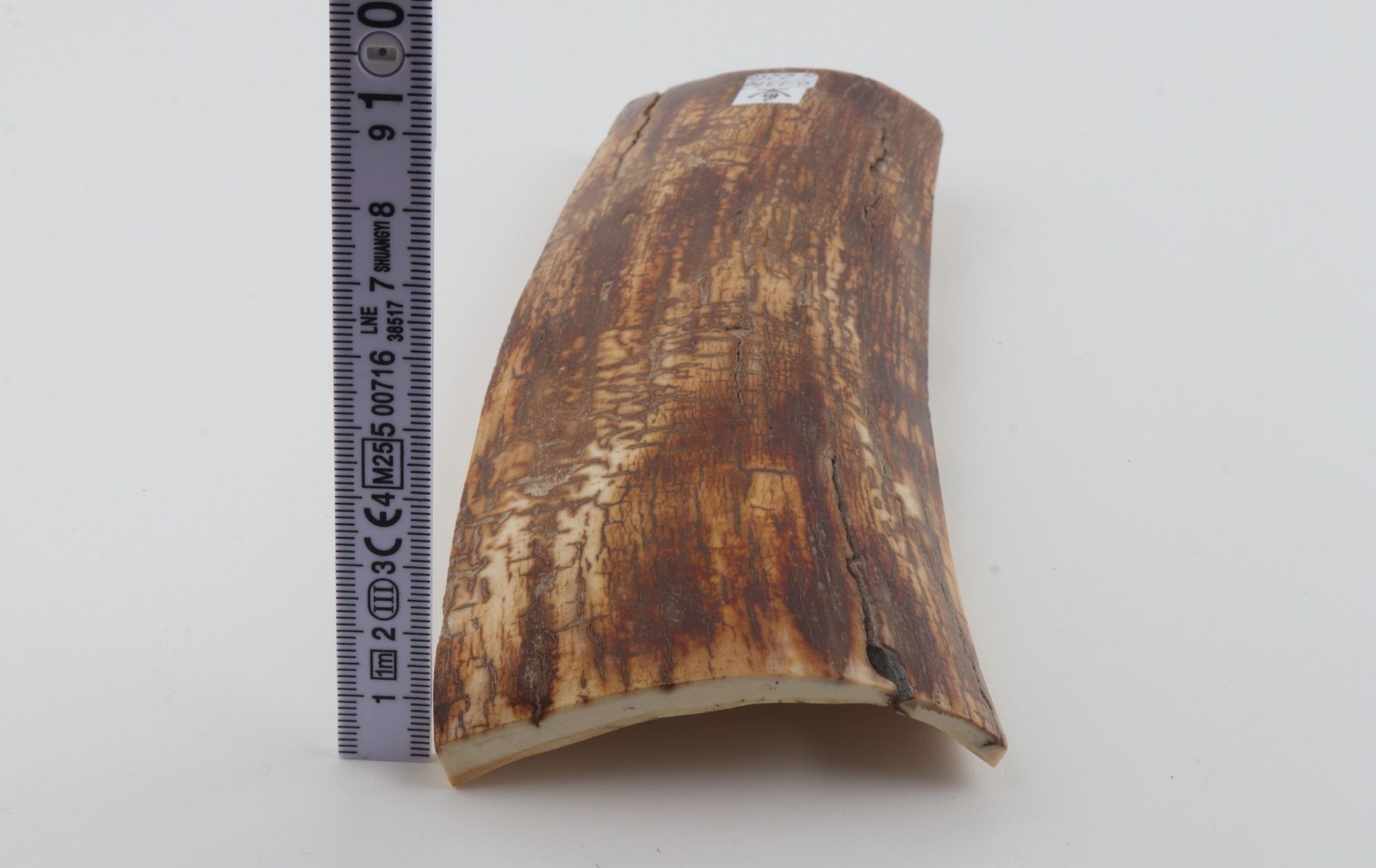 Orange-brown mammoth bark