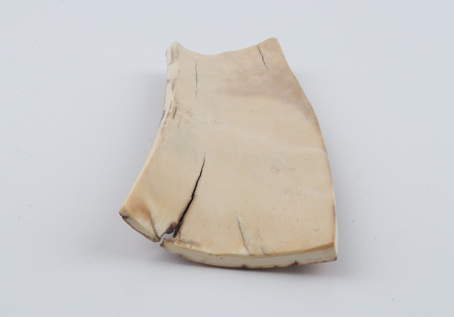 Orange-brown mammoth bark