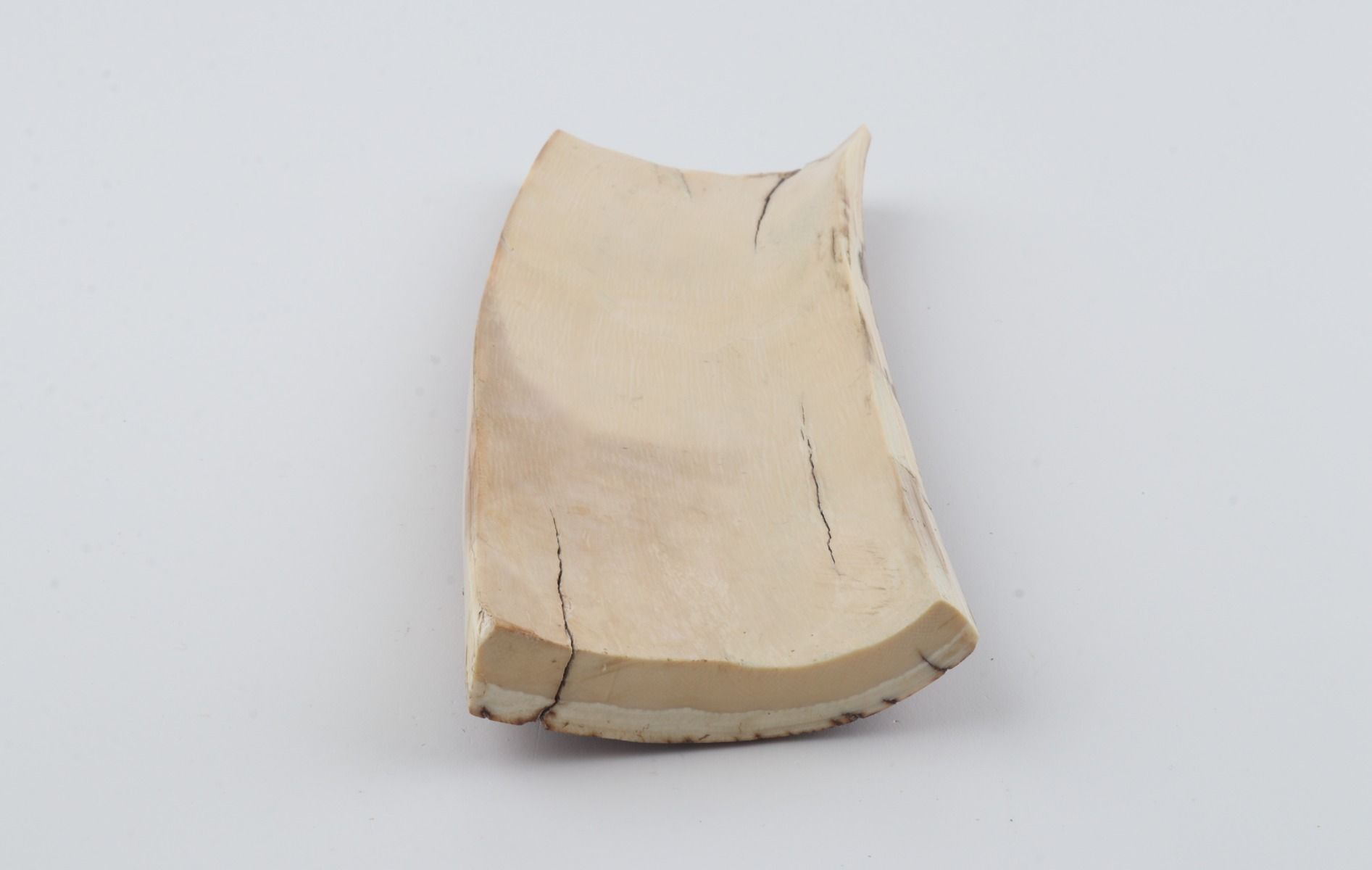 Orange-brown mammoth bark