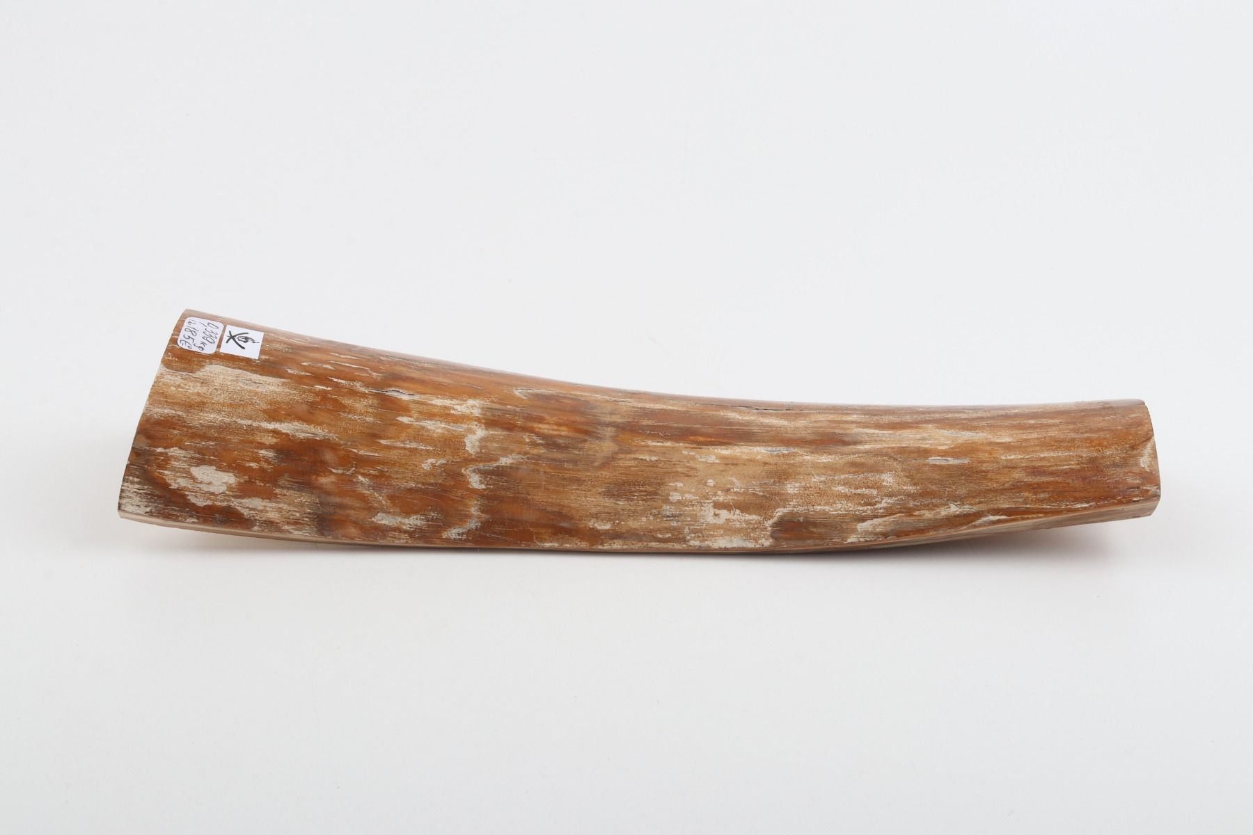 Caramel mammoth bark