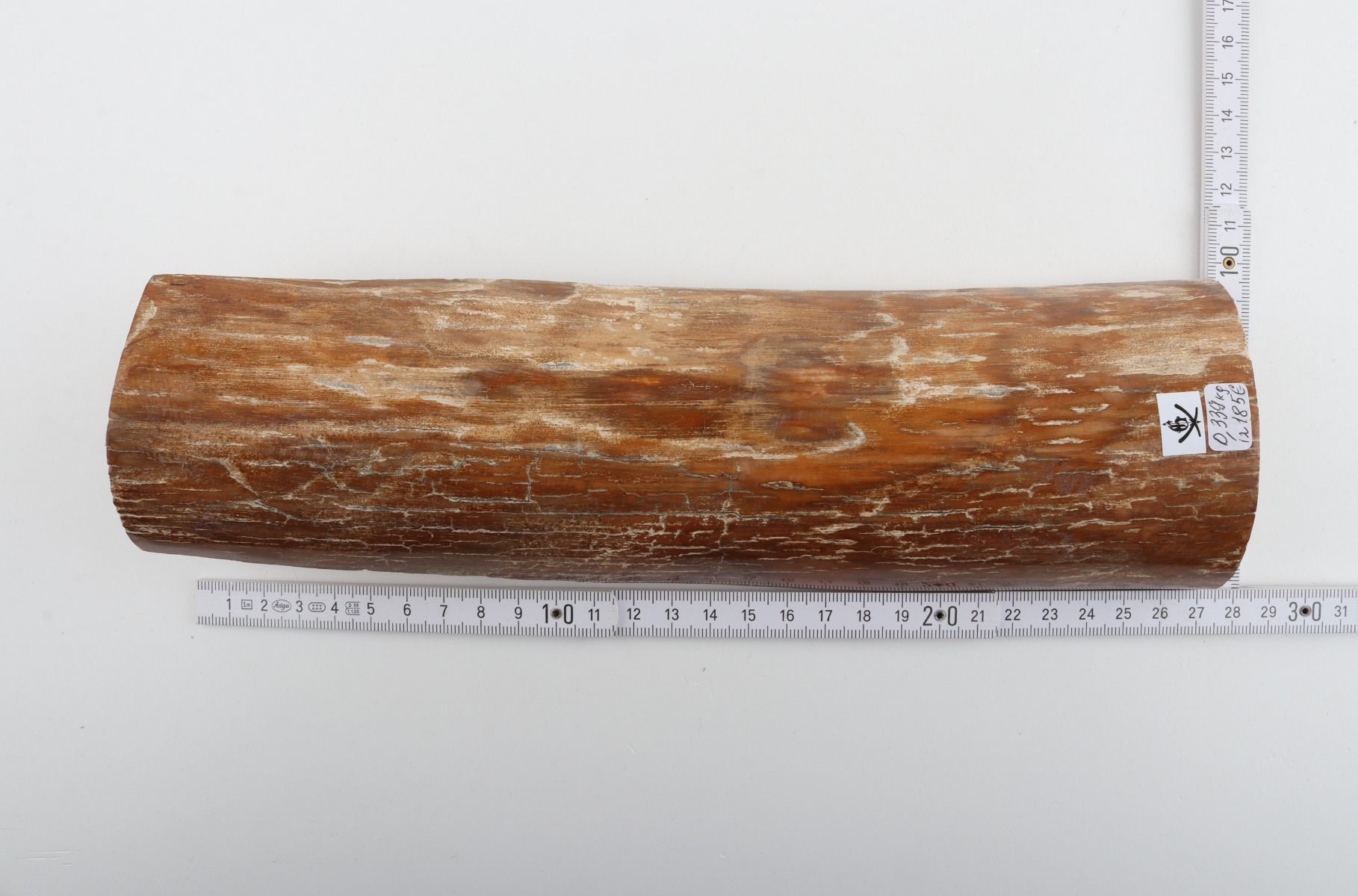 Caramel mammoth bark