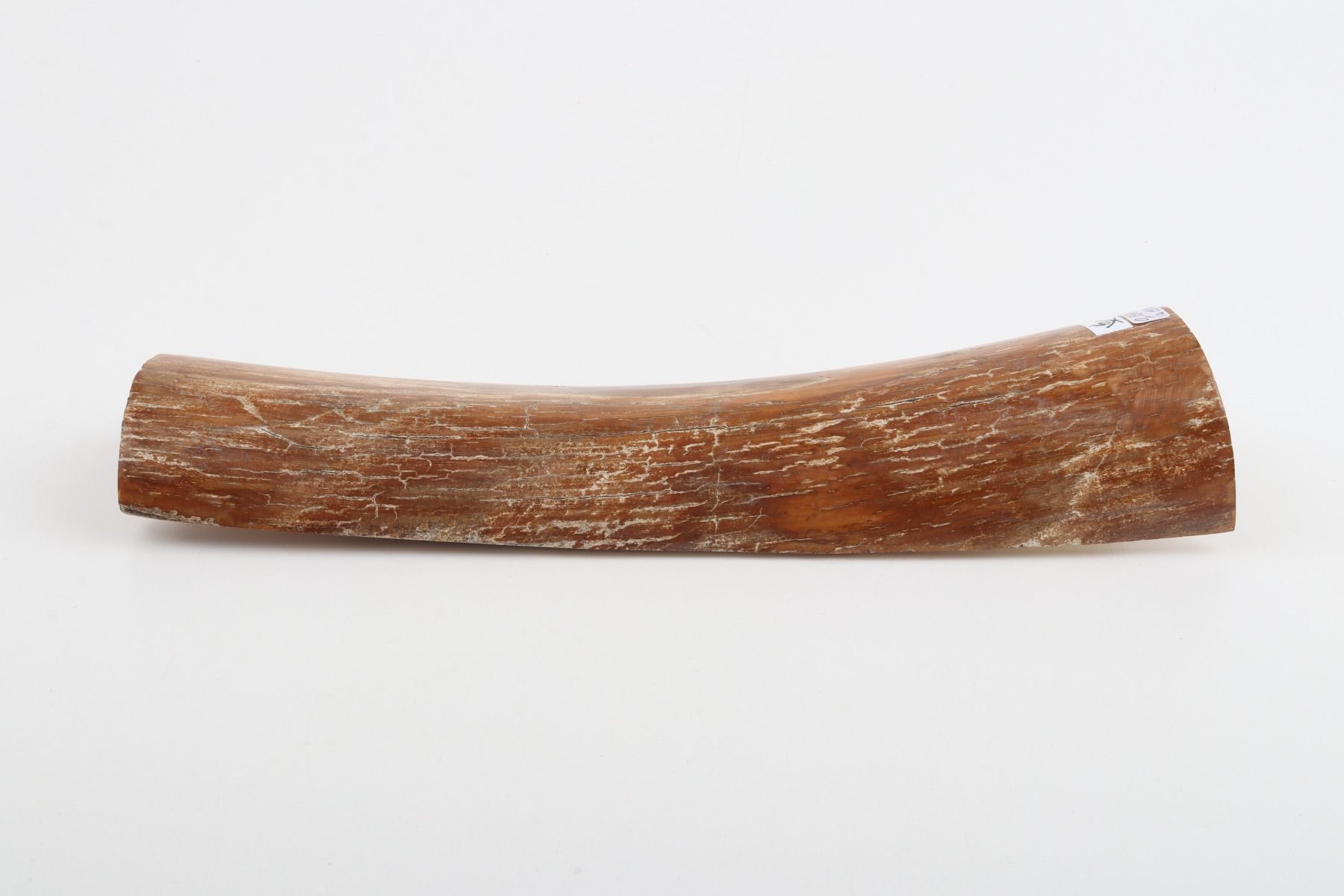 Caramel mammoth bark