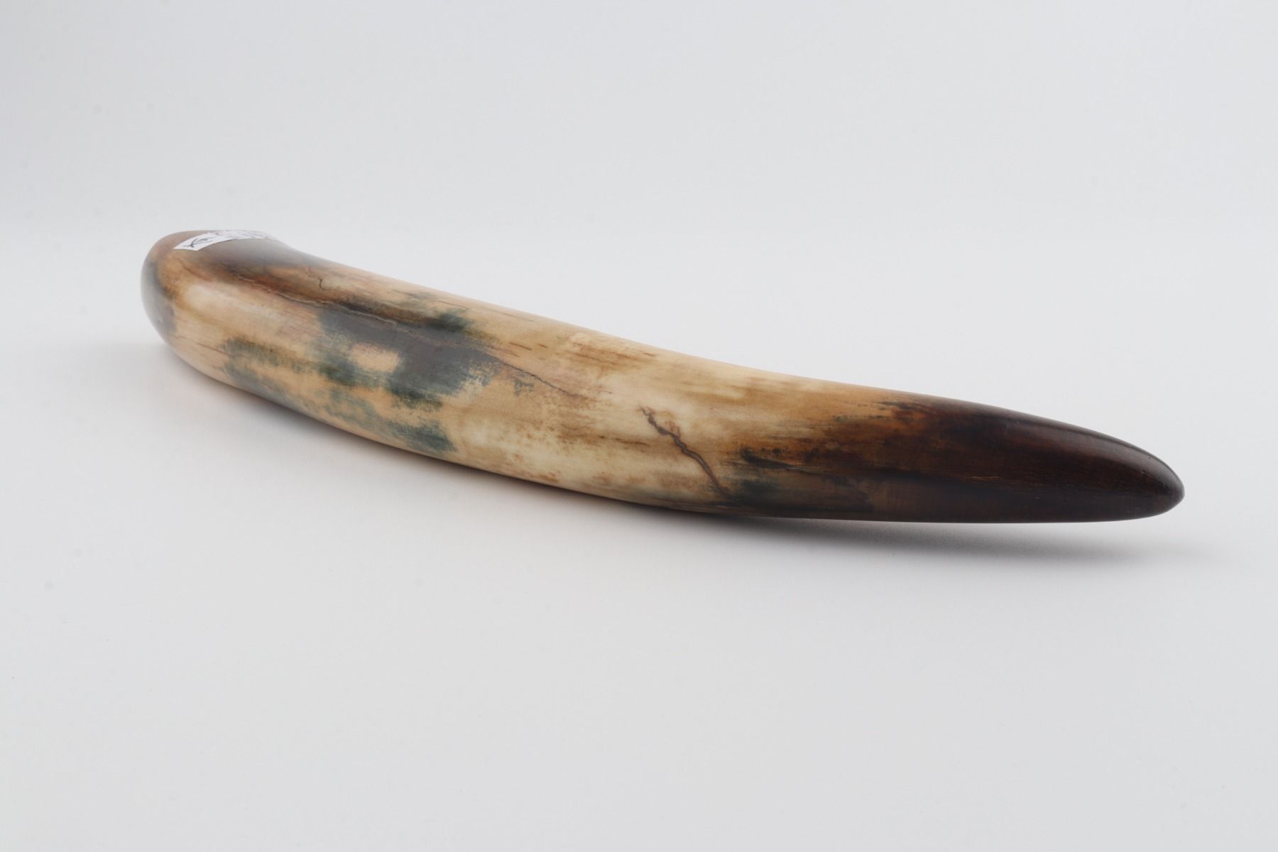 Restored woolly mammoth tusk