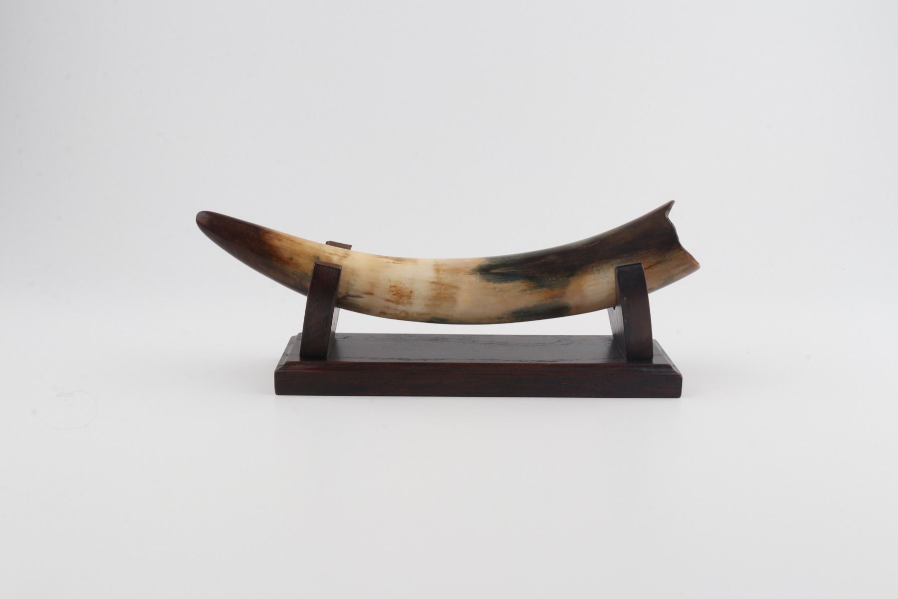 Restored woolly mammoth tusk