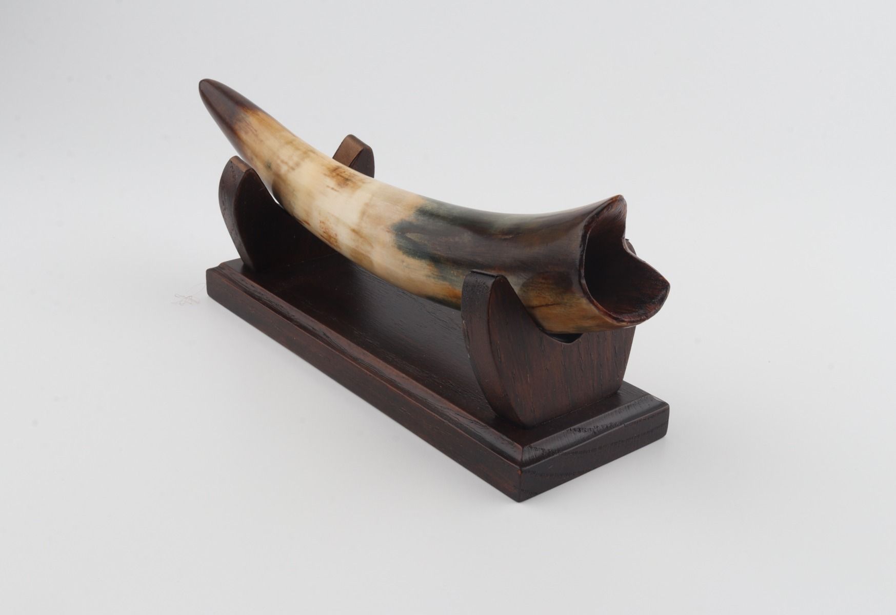 Restored woolly mammoth tusk