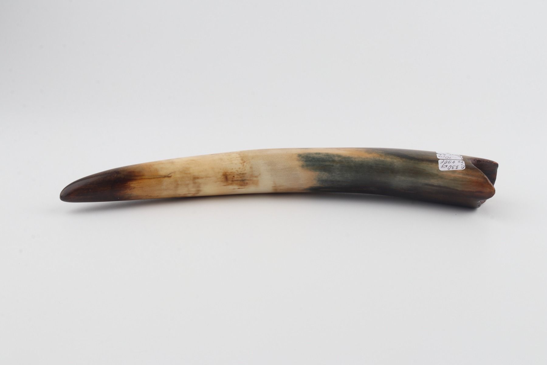 Restored woolly mammoth tusk