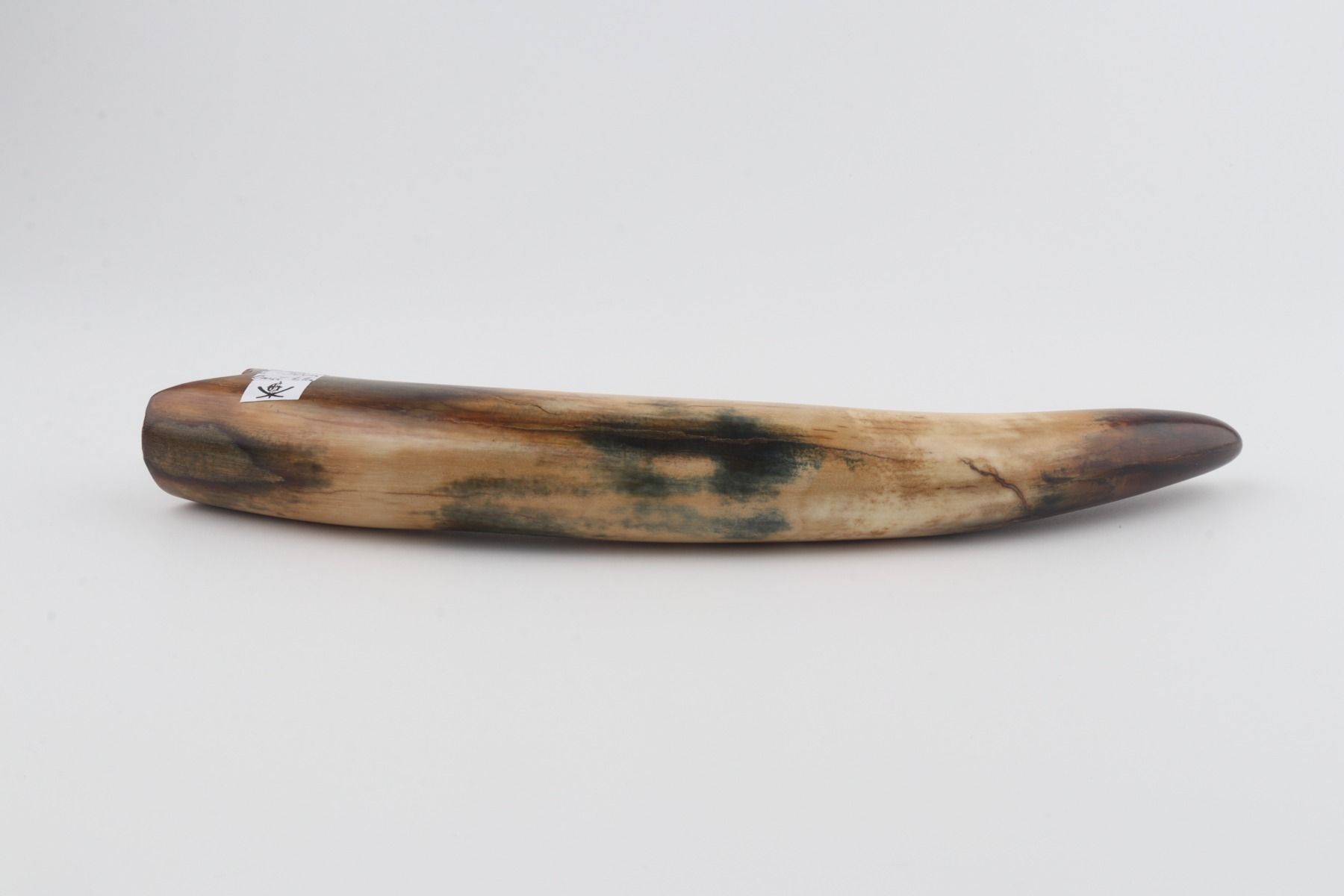 Restored woolly mammoth tusk
