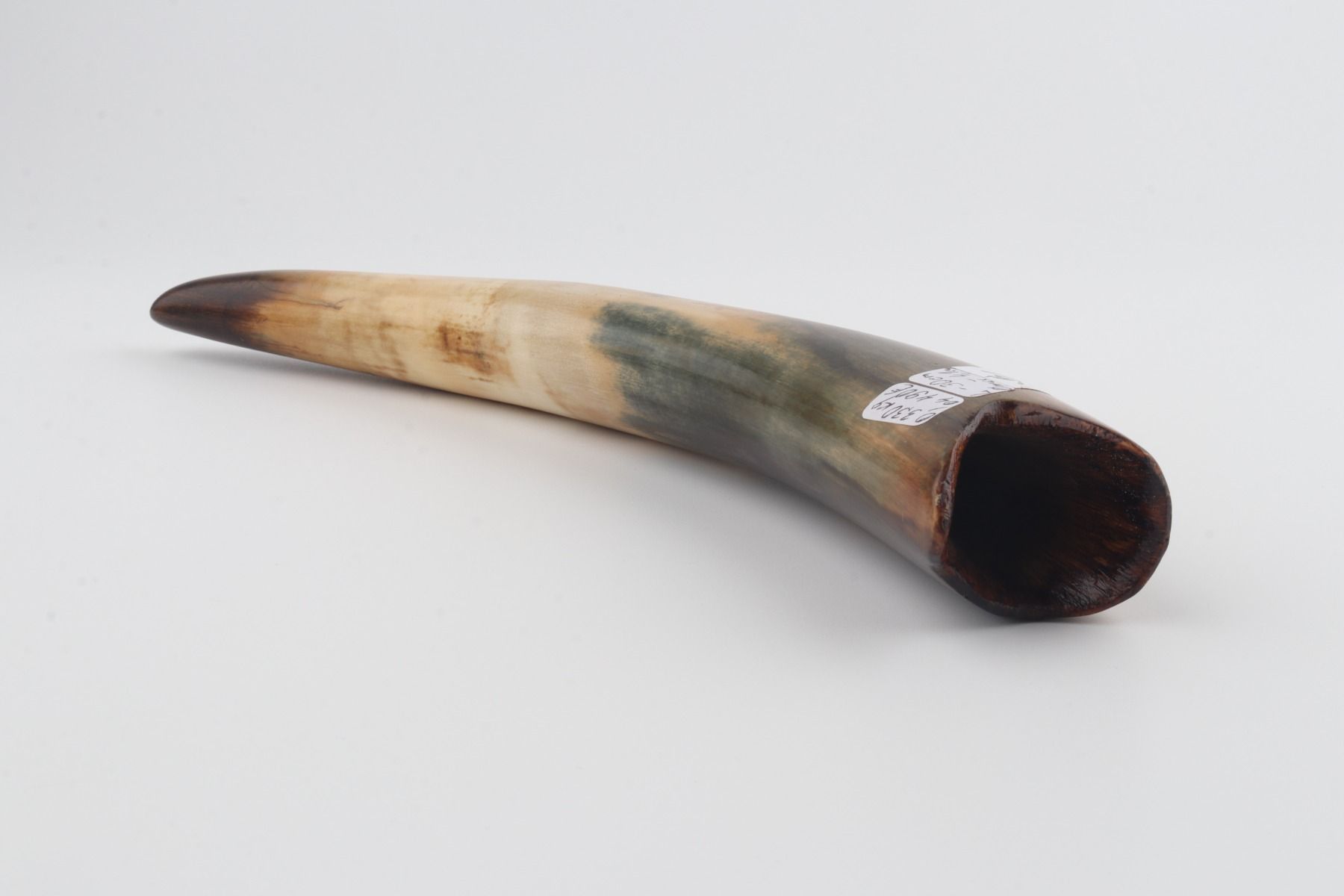 Restored woolly mammoth tusk