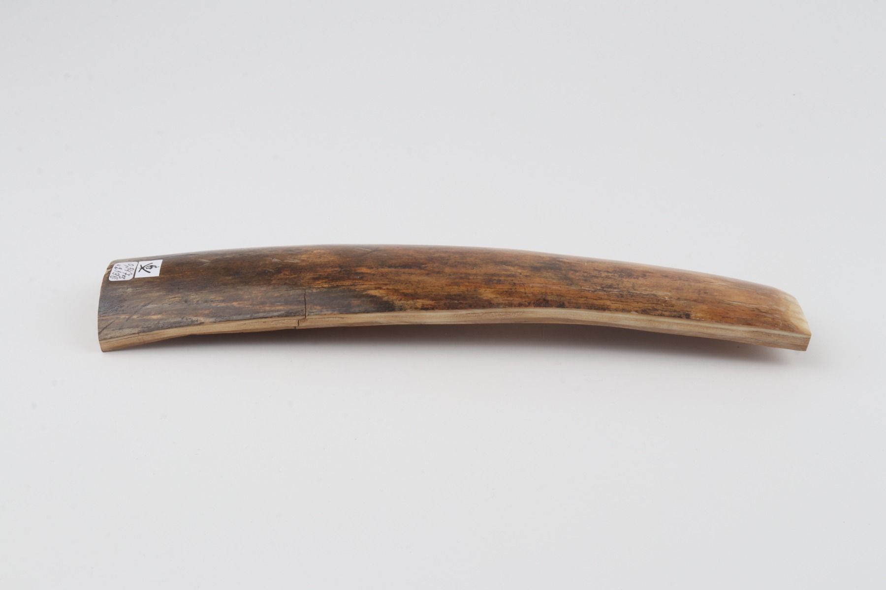 Brown mammoth bark