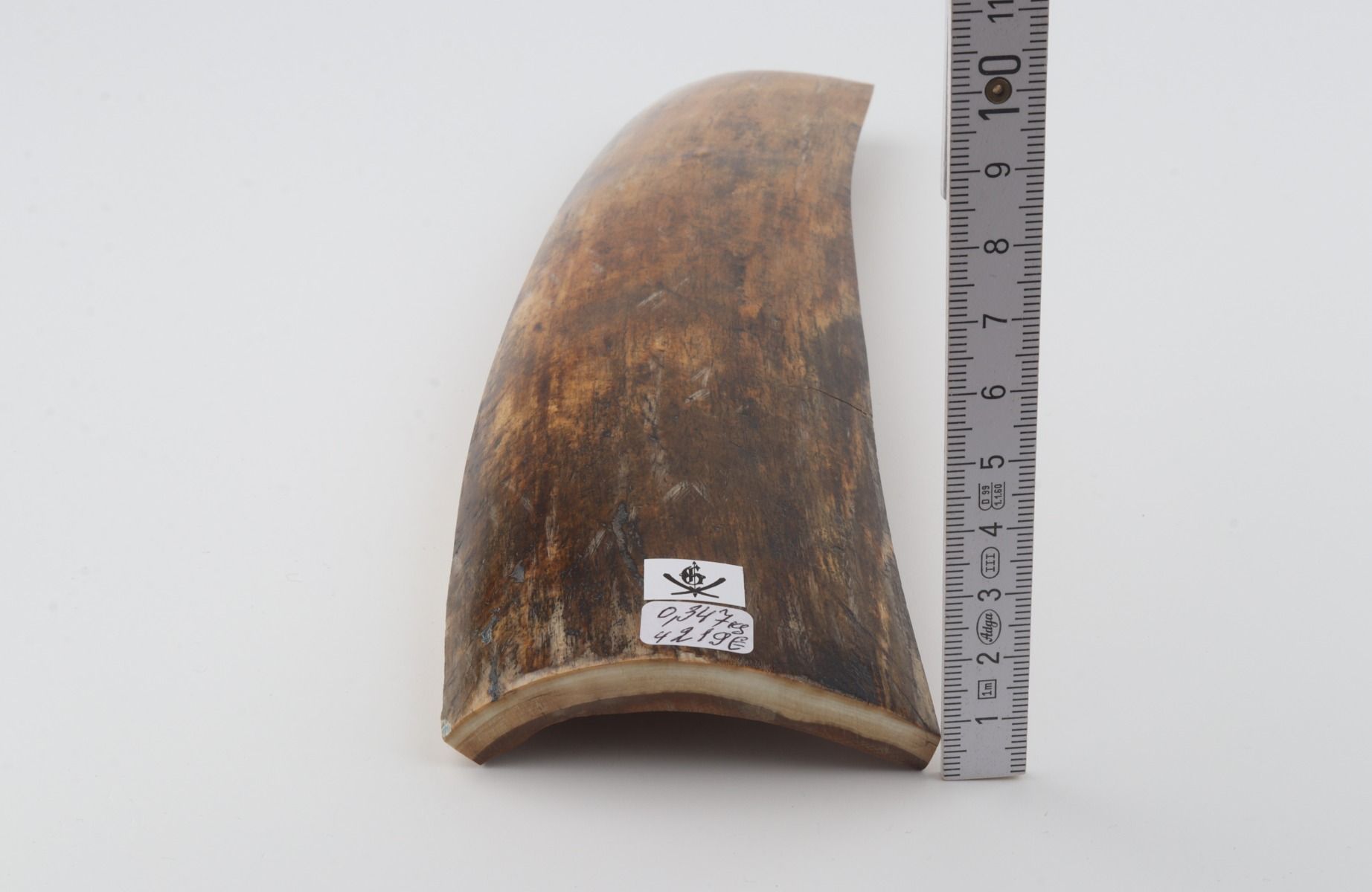 Brown mammoth bark
