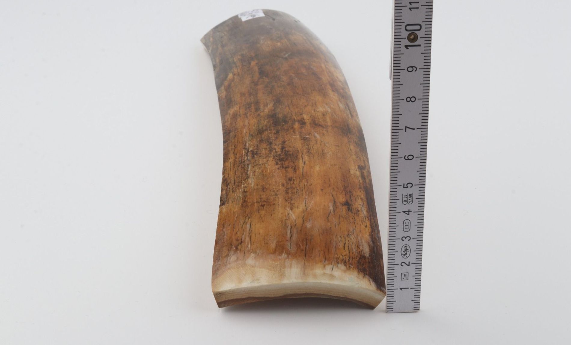 Brown mammoth bark