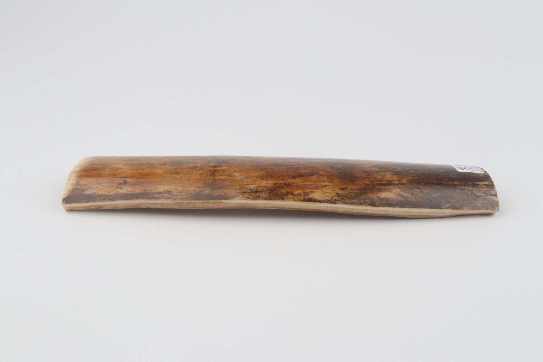 Brown mammoth bark