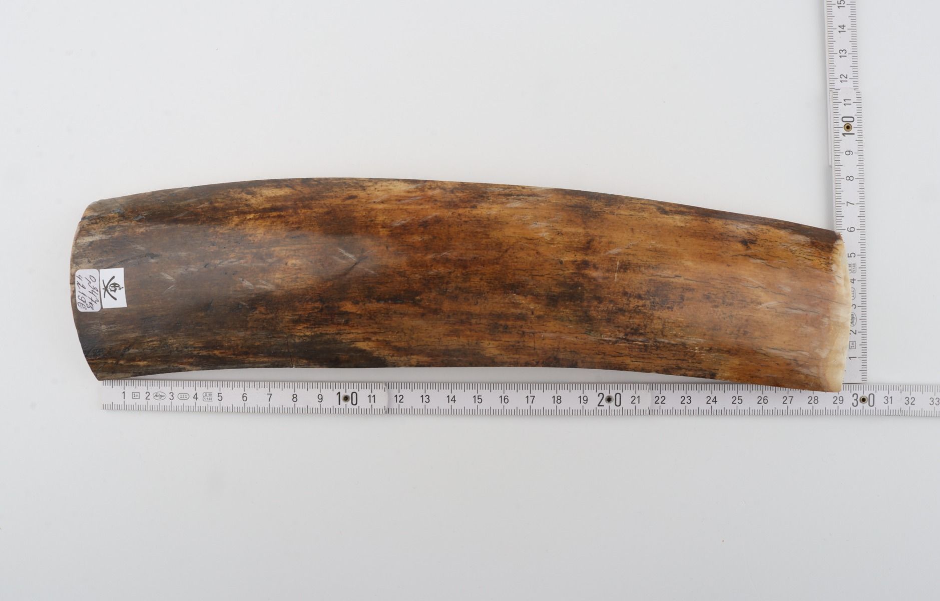 Brown mammoth bark