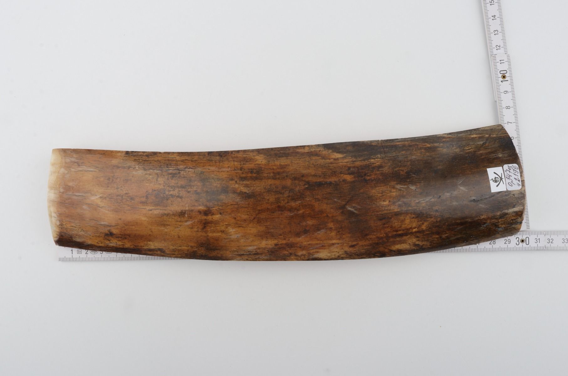Brown mammoth bark