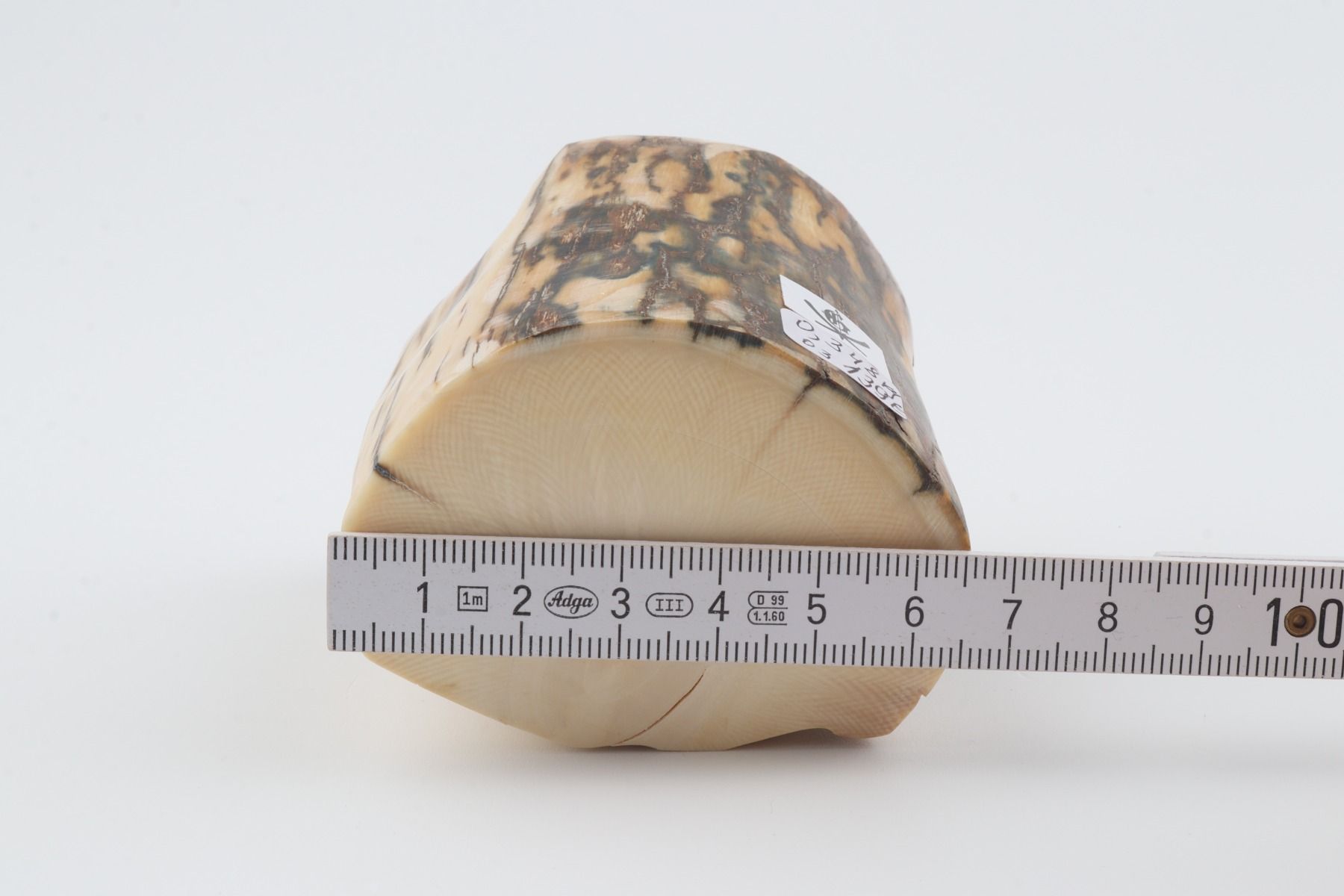 Natural mammoth ivory piece